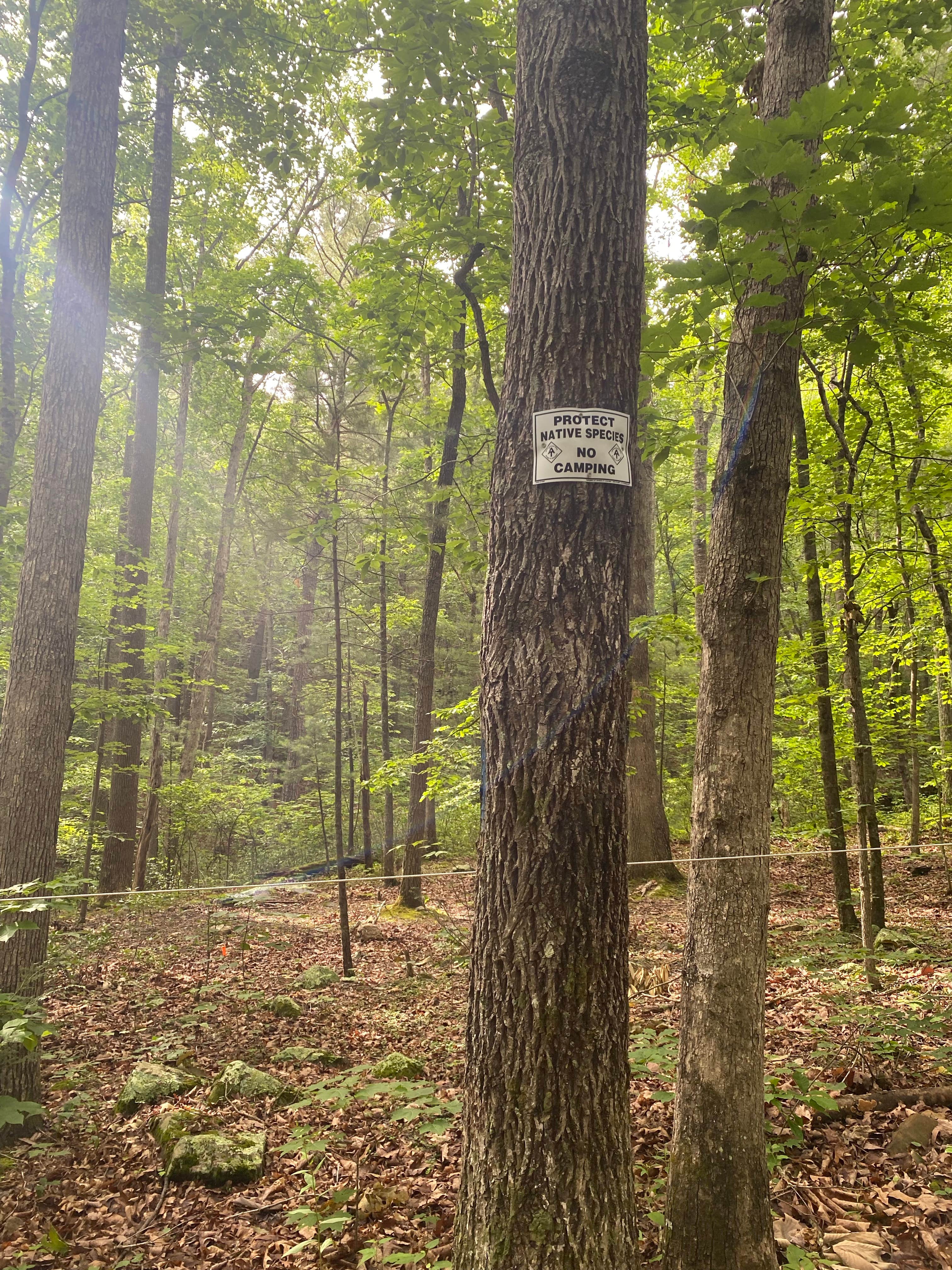 Camping near Tina's Dream: Dragon's Tooth, Salem, Virginia