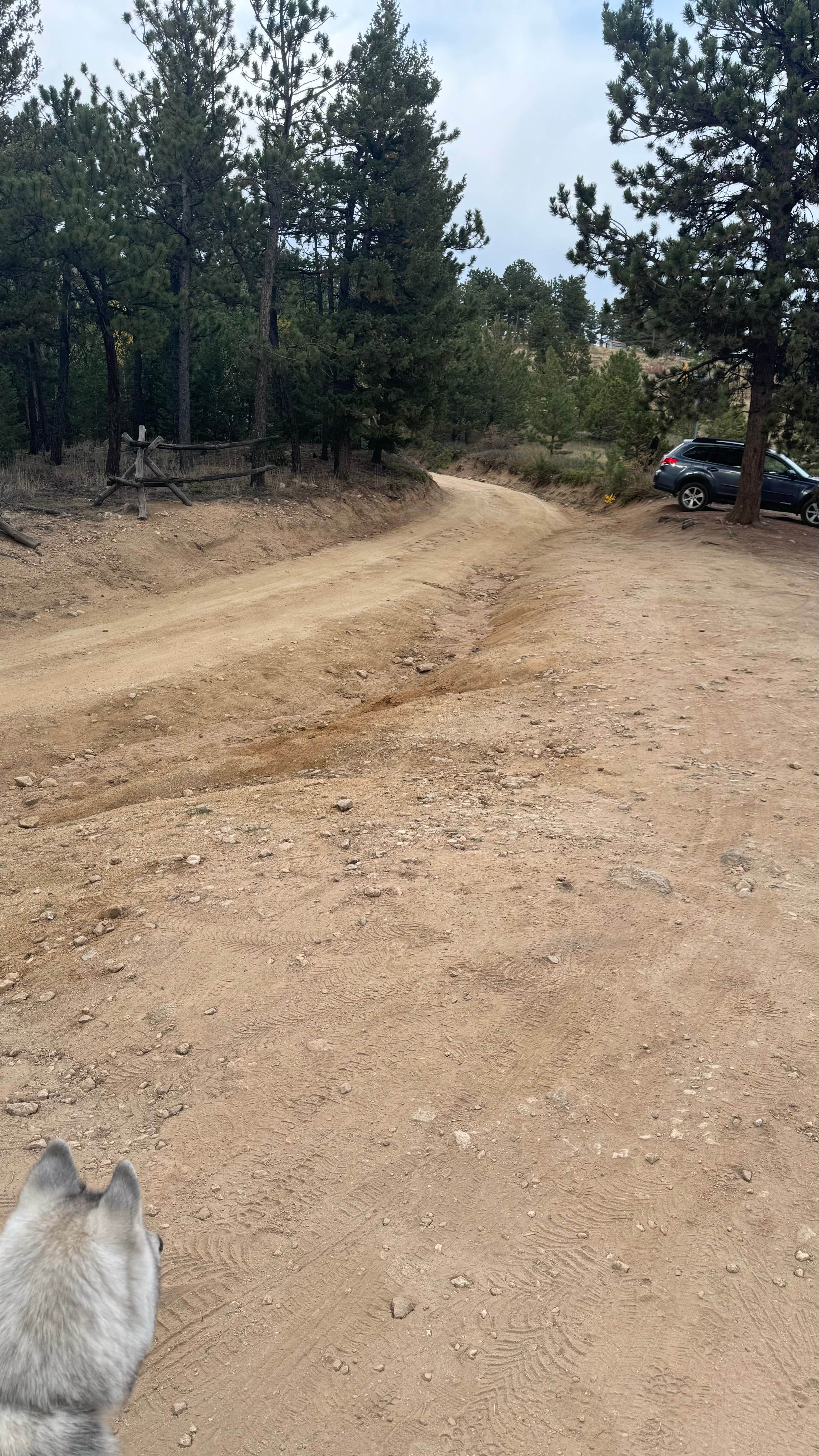 Andria R.'s photo of camping with pets at Dream Canyon Campsites - Dispersed Camping near Twin Lakes, CO