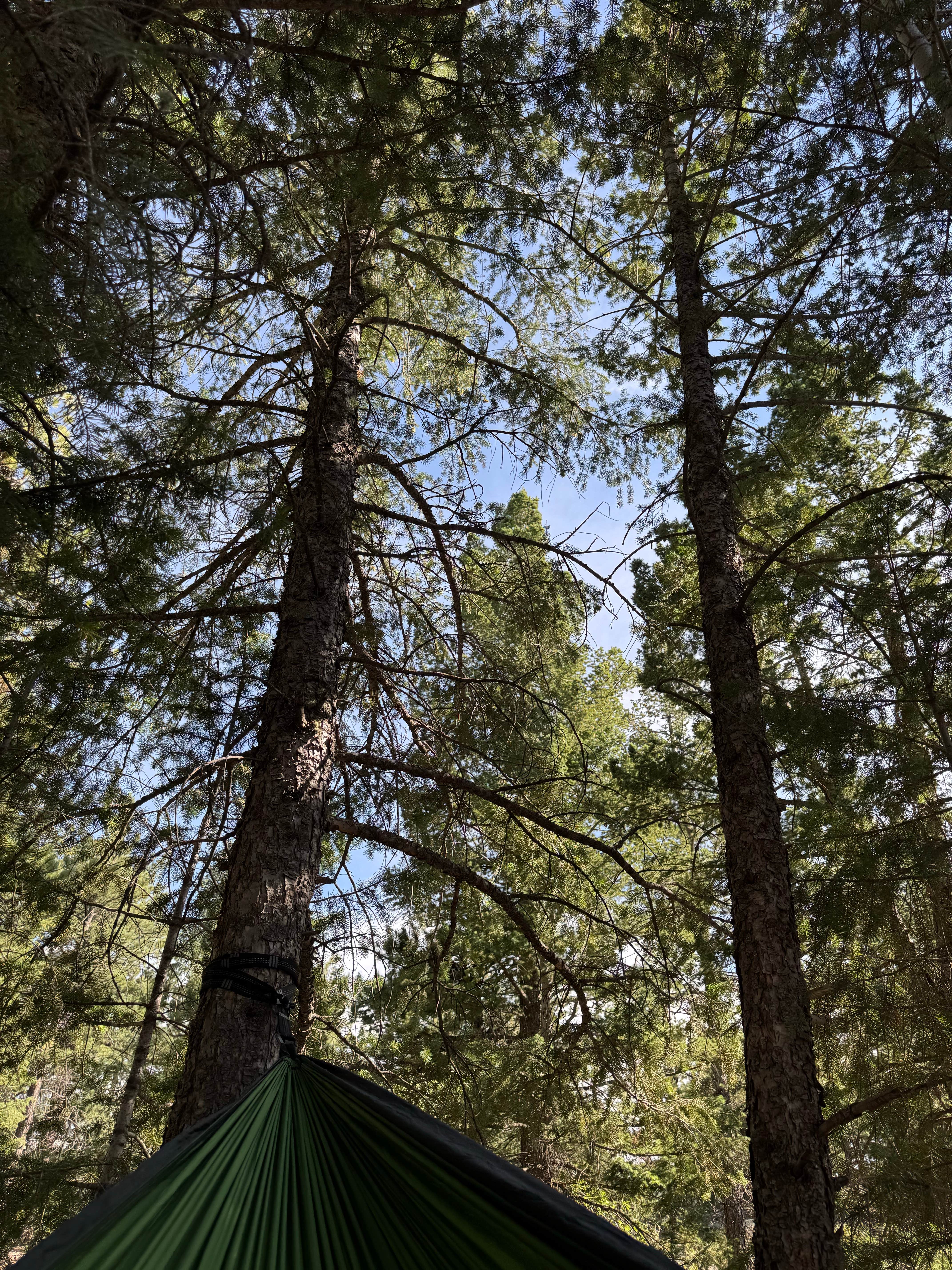 Camping near Forest Road 332 Dispersed: Dream Canyon Campsites - Dispersed Camping, Nederland, Colorado