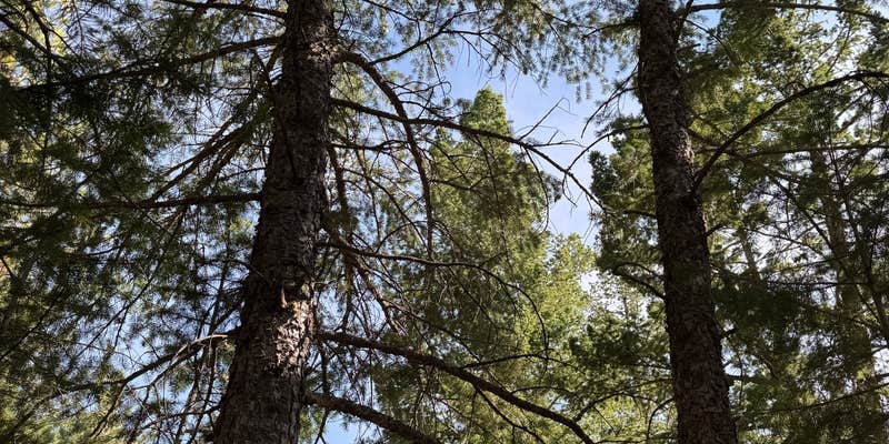 Camper submitted image from Dream Canyon Campsites - Dispersed Camping