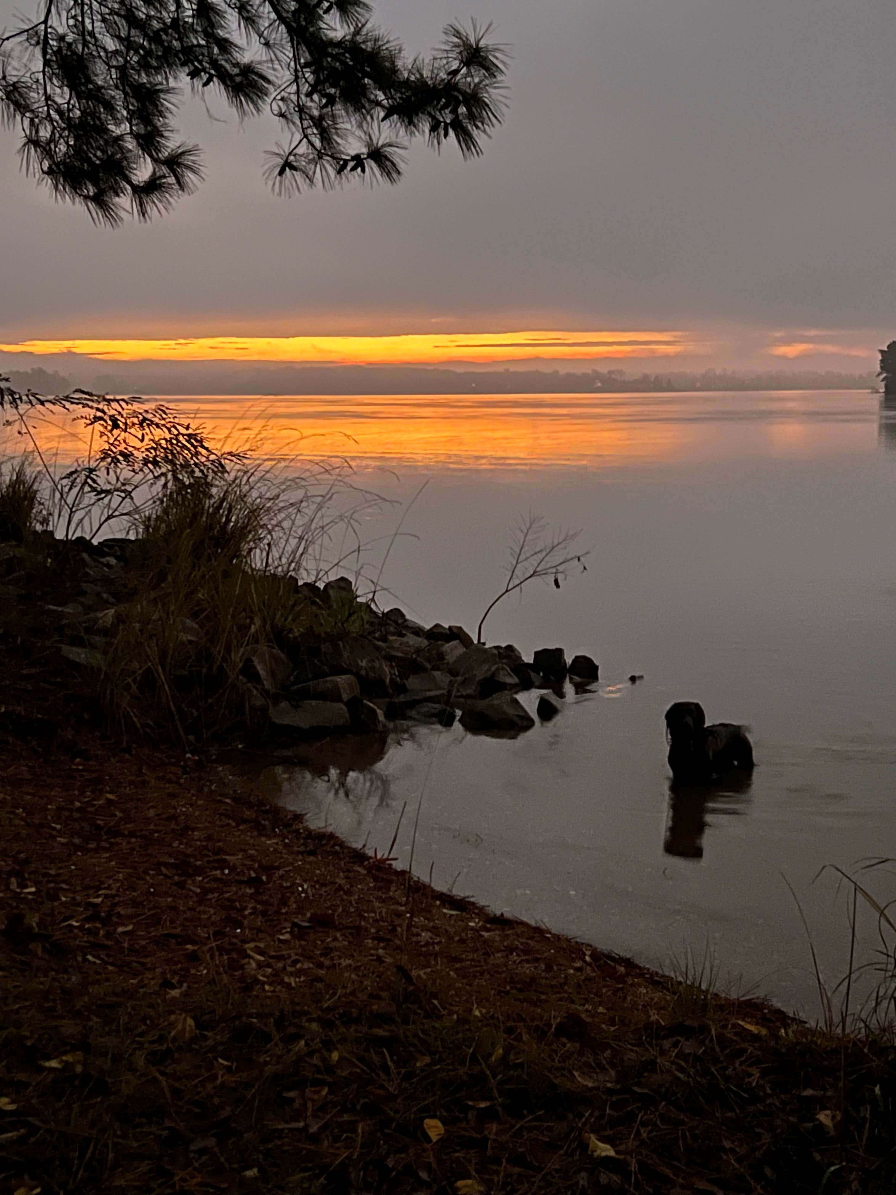 Chris C.'s photo of camping with pets at Dreher Island State Park Campground near West Columbia, SC