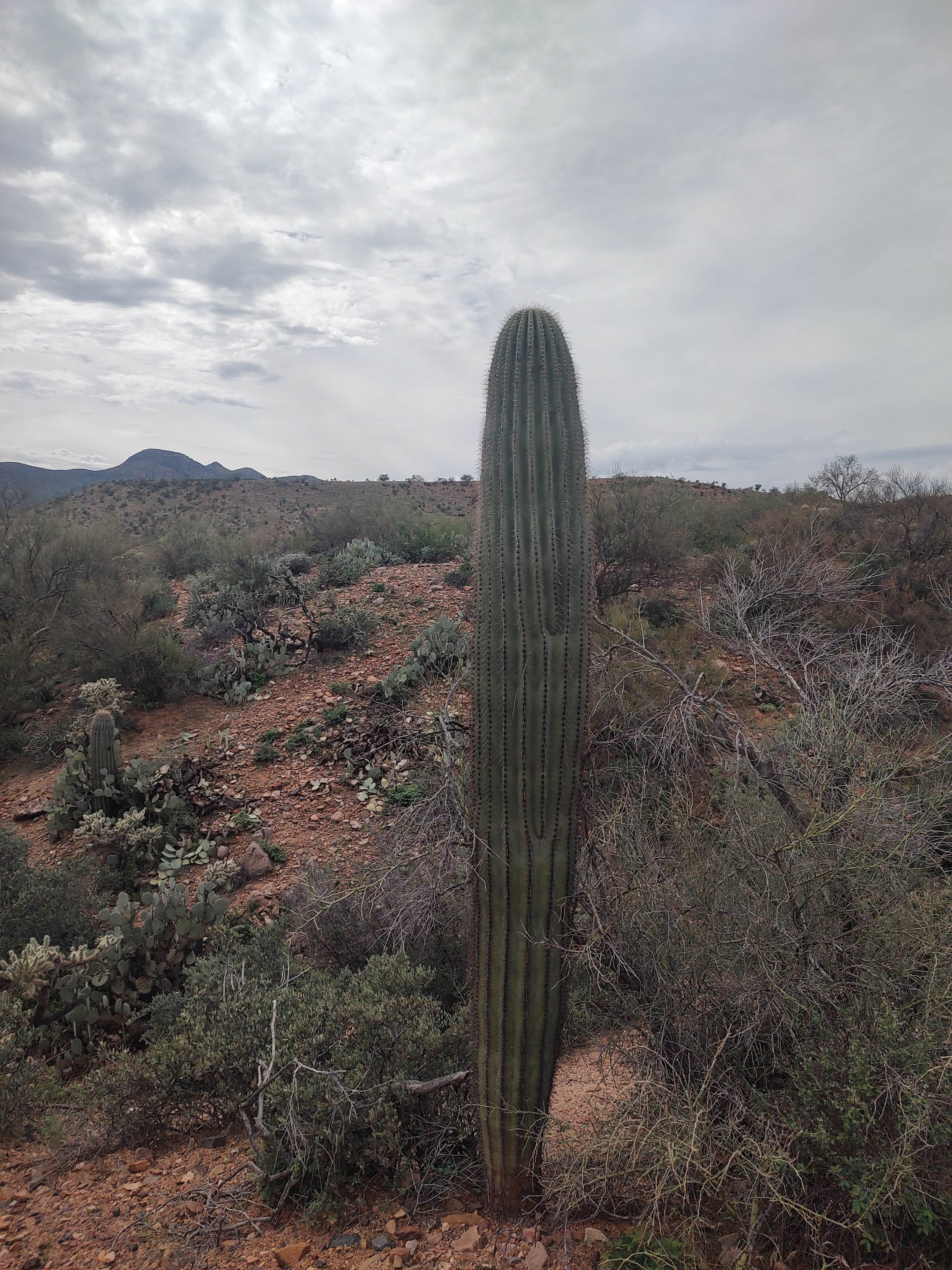 Camper-submitted photo at Dripping Springs Road Camp near Globe, AZ