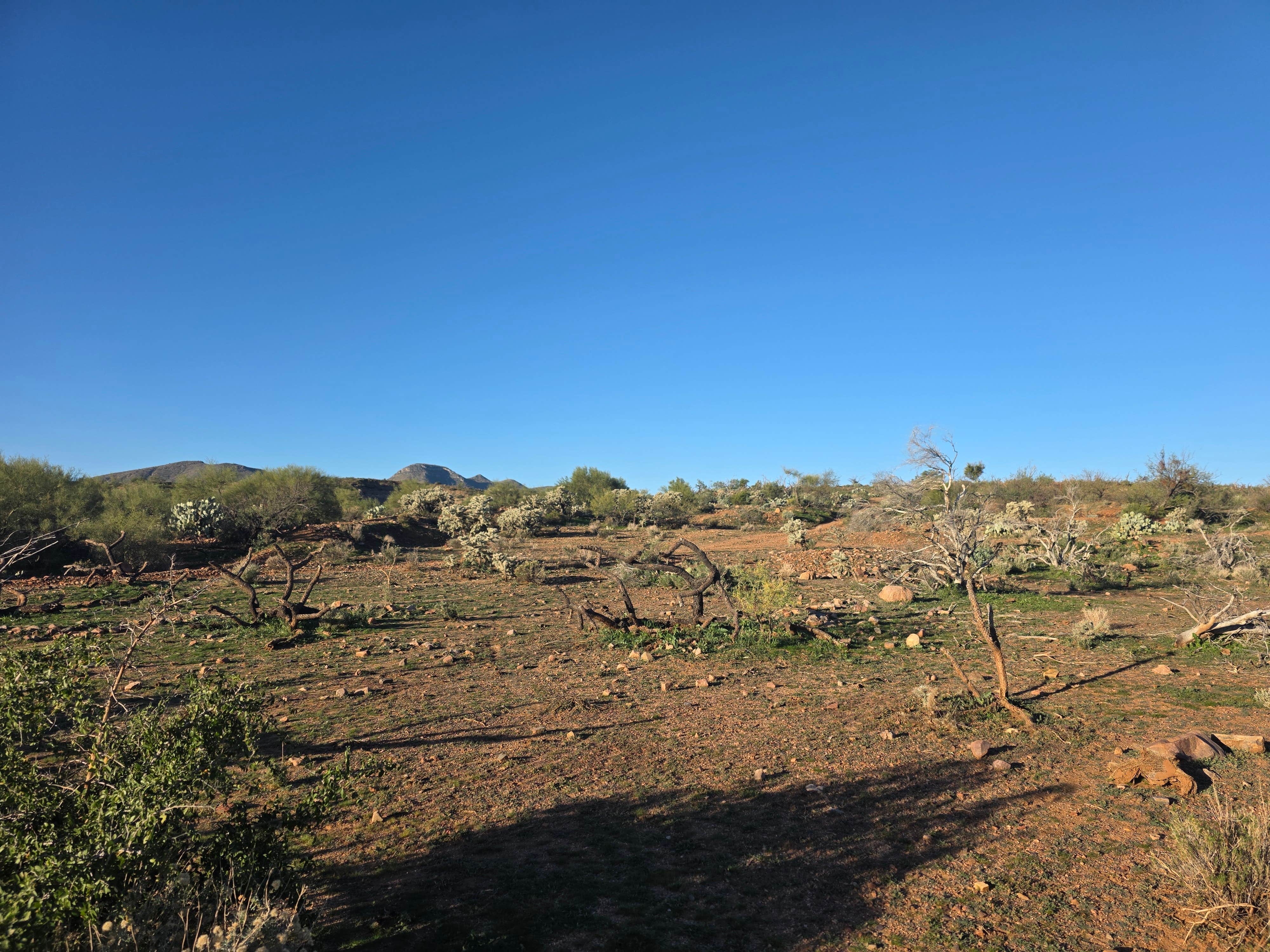 Camper submitted image from Dripping Springs Road Camp - 1