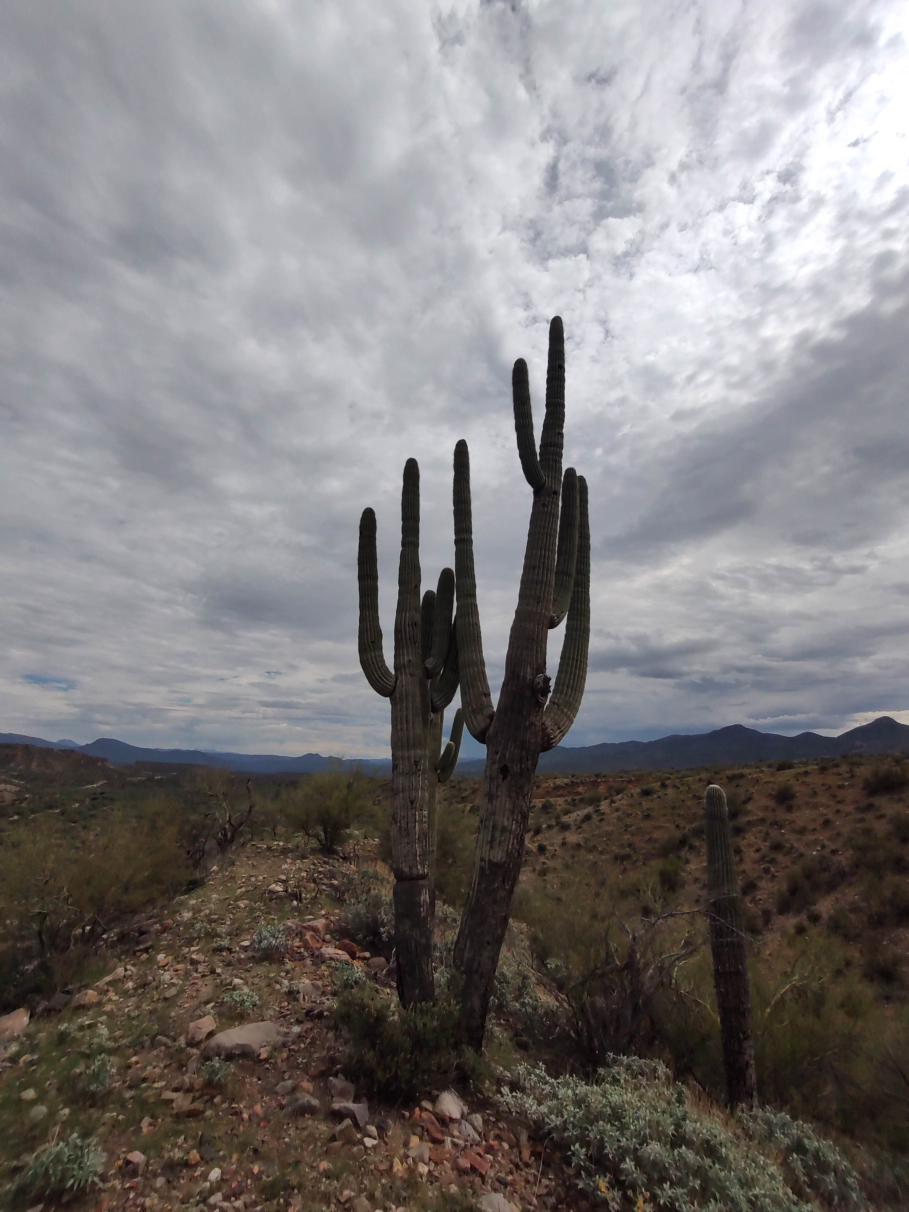 Camping near Ice House CCC: Dripping Springs Road Camp, Kearny, Arizona