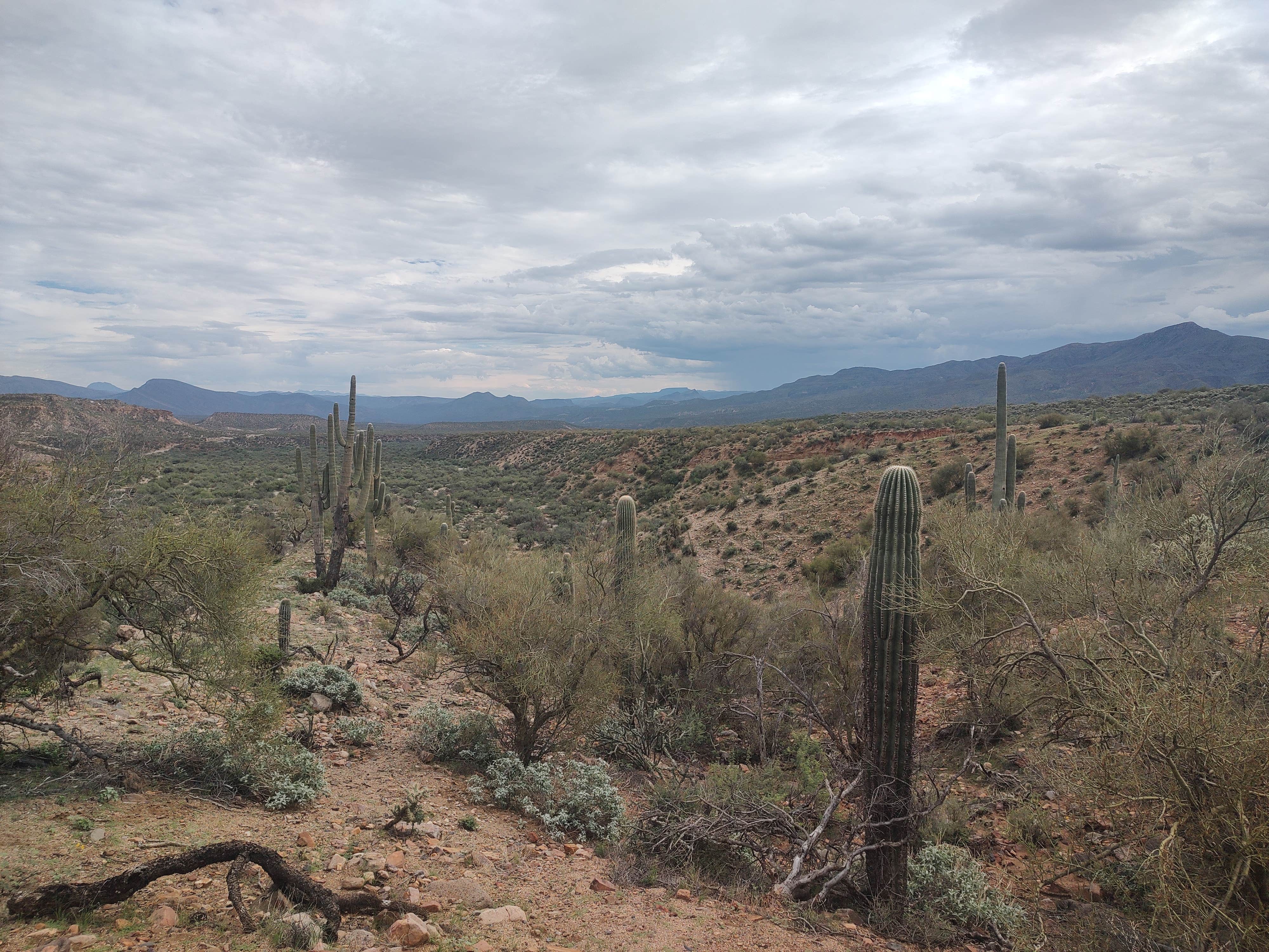 Camper-submitted photo at Dripping Springs Road Camp near Globe, AZ
