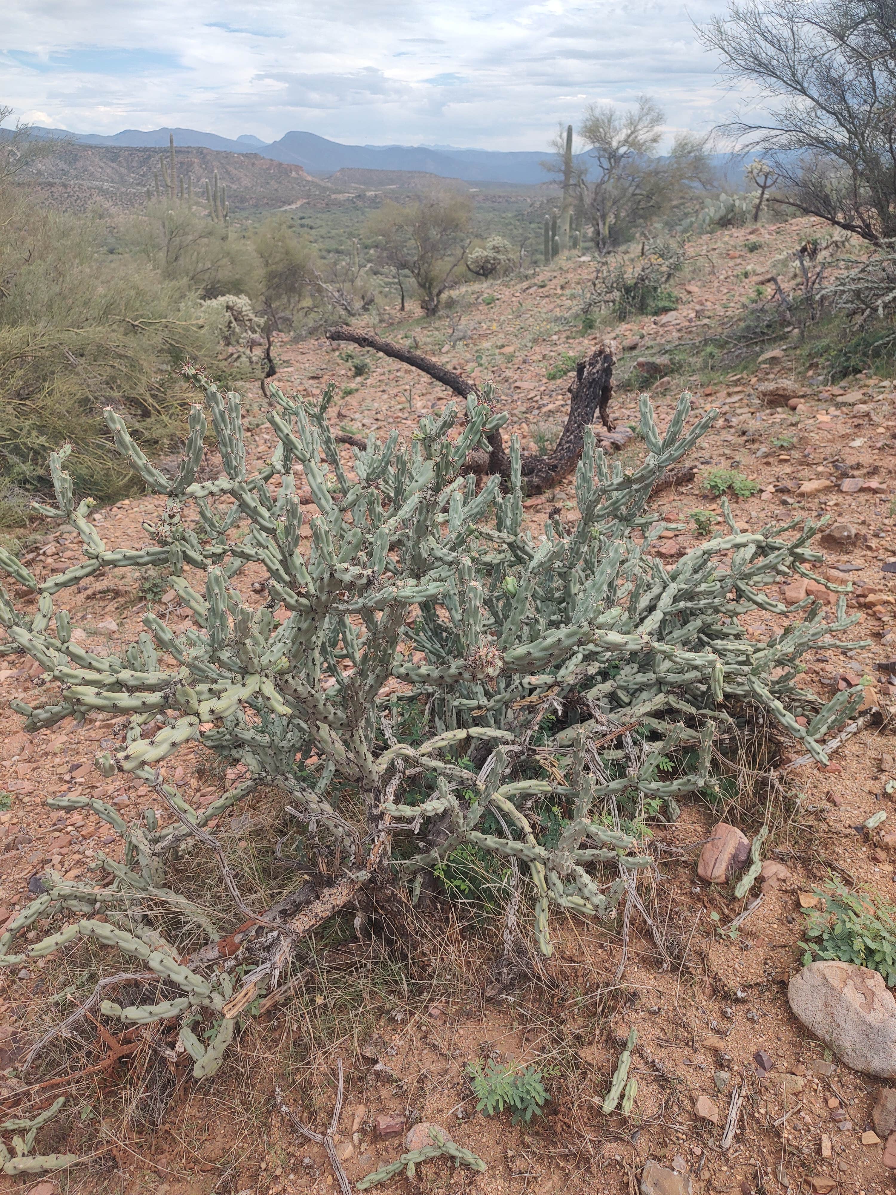 Camper-submitted photo at Dripping Springs Road Camp near Globe, AZ