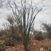 Review photo of Dripping Springs Road Camp by Andy M., October 10, 2026