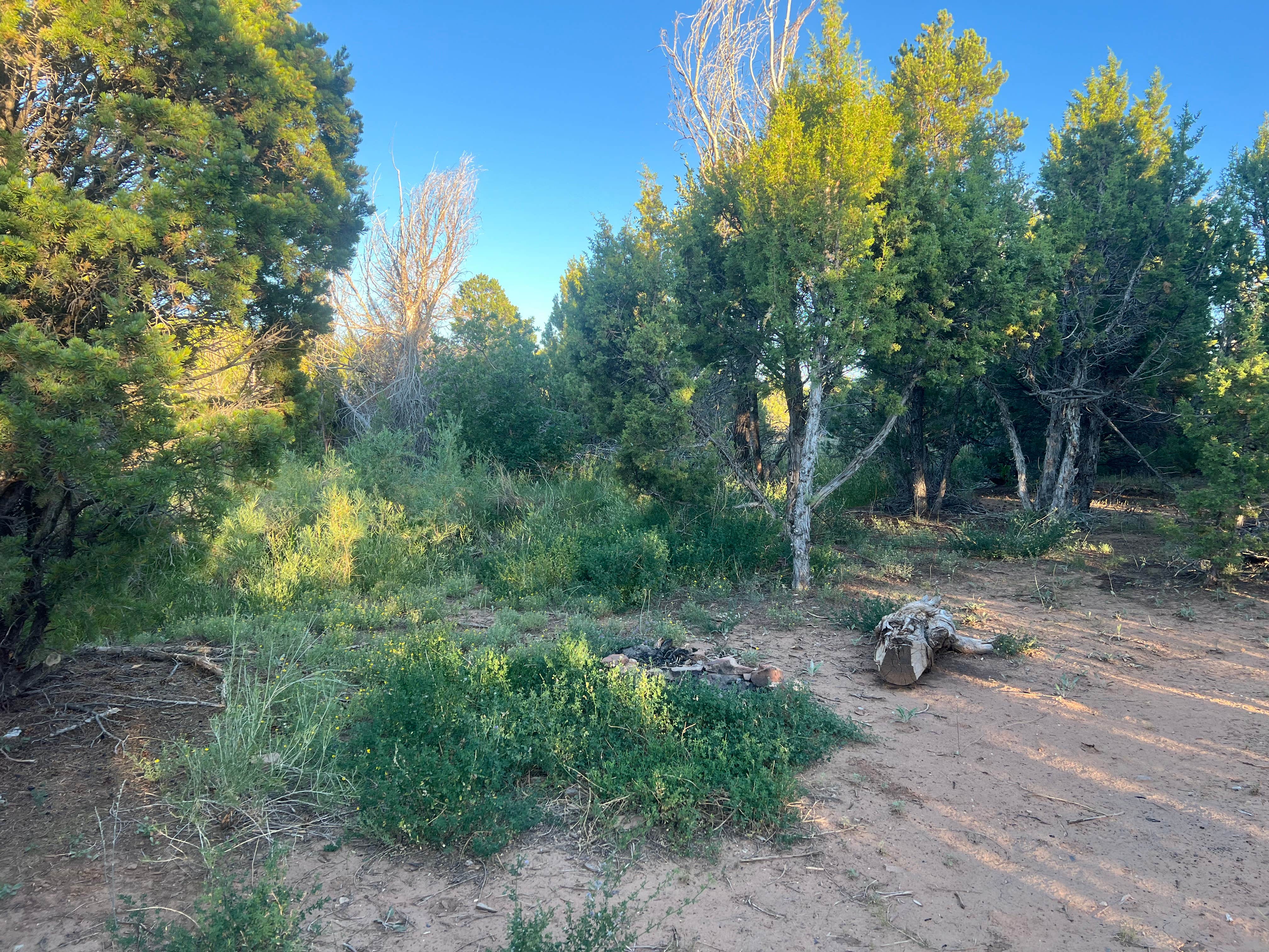 Camping near 90 Rd Dispersed: Dry Creek Ditch, Grand Mesa, Uncompahgre and Gunnison National Forests, Colorado