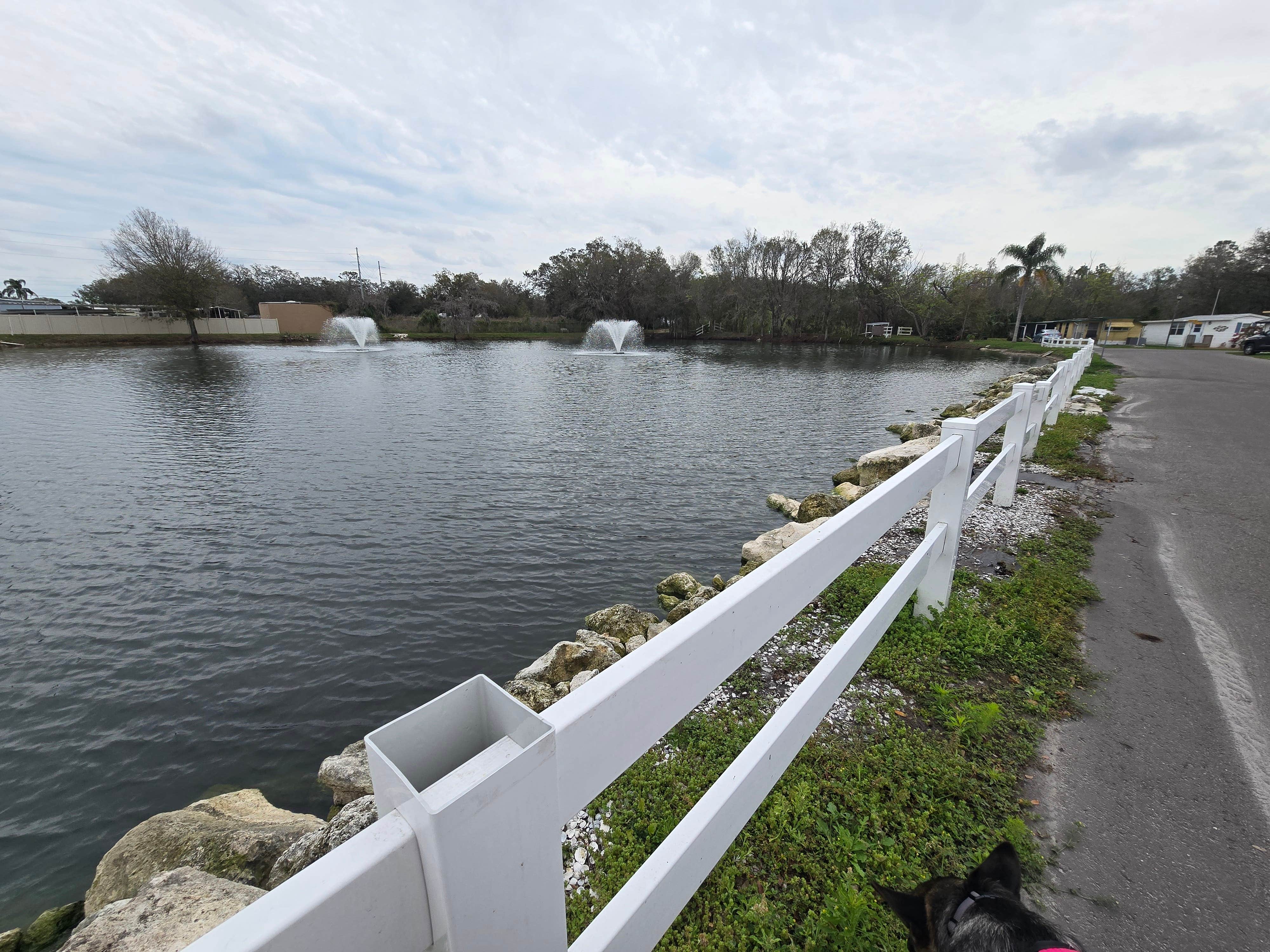 Olivia M.'s photo of camping with pets at Ducky's Day Off RV Park near Zephyrhills, FL