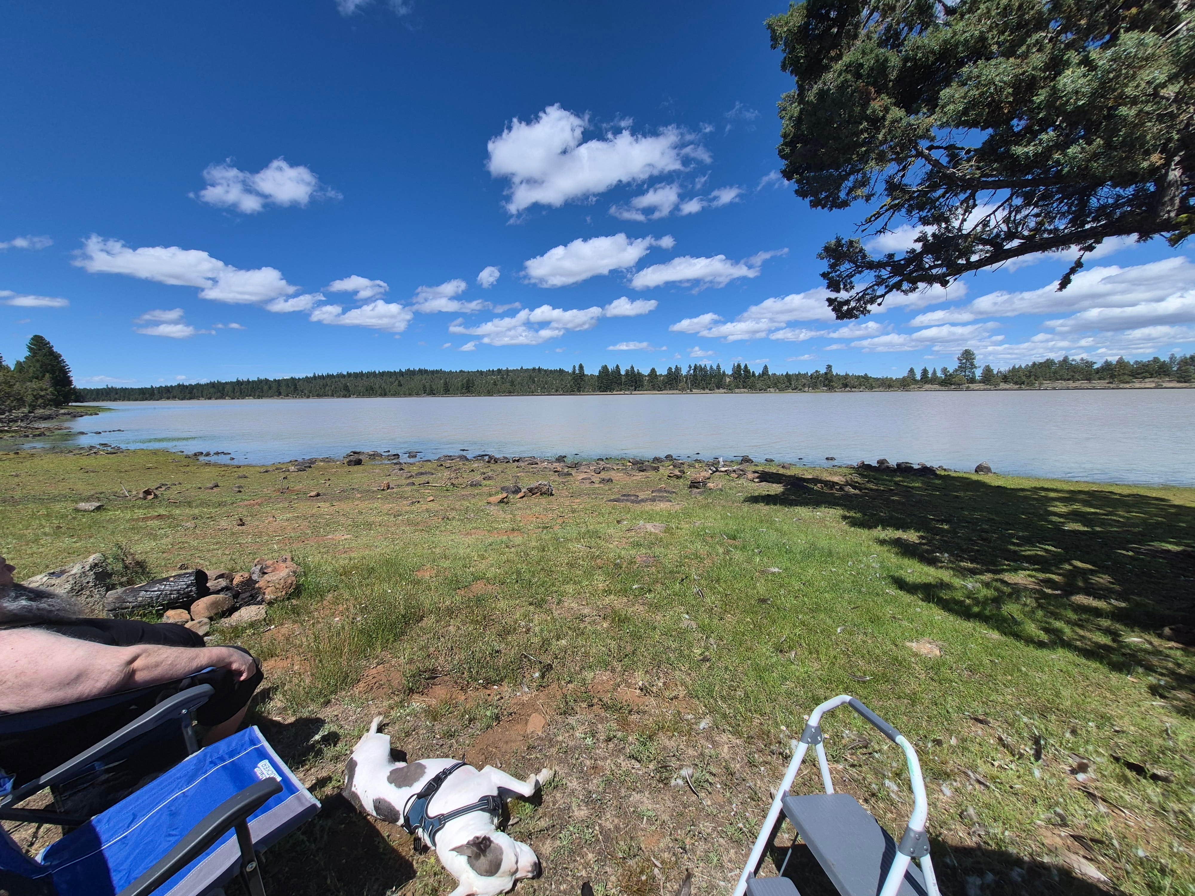 Stella R.'s photo of camping with pets at Duncan Reservoir South Site near Alturas, CA