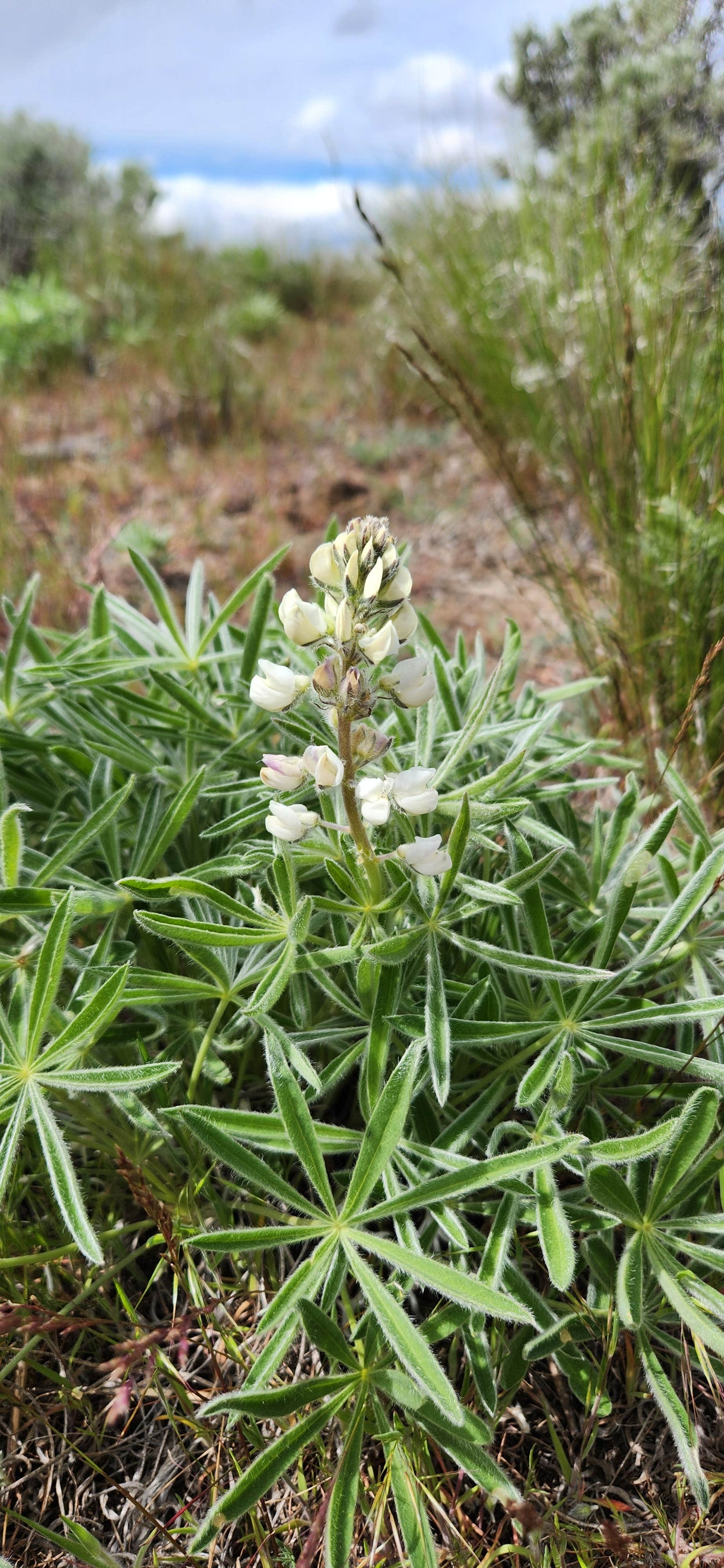Camper-submitted photo at Dune Loop Campground — Steamboat Rock State Park near Hartline, WA