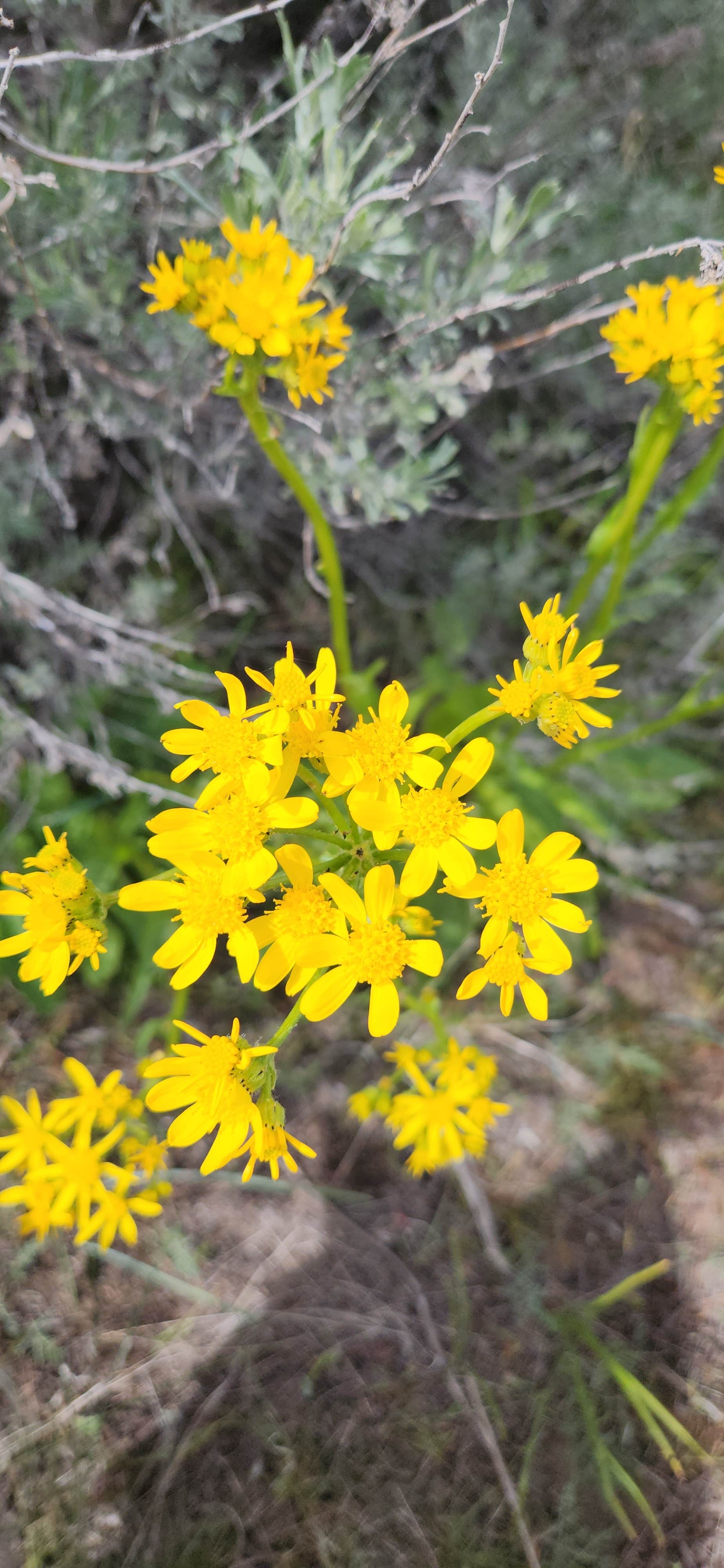 Camper-submitted photo at Dune Loop Campground — Steamboat Rock State Park near Hartline, WA