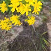 Review photo of Dune Loop Campground — Steamboat Rock State Park by Lisa B., May 2, 2024