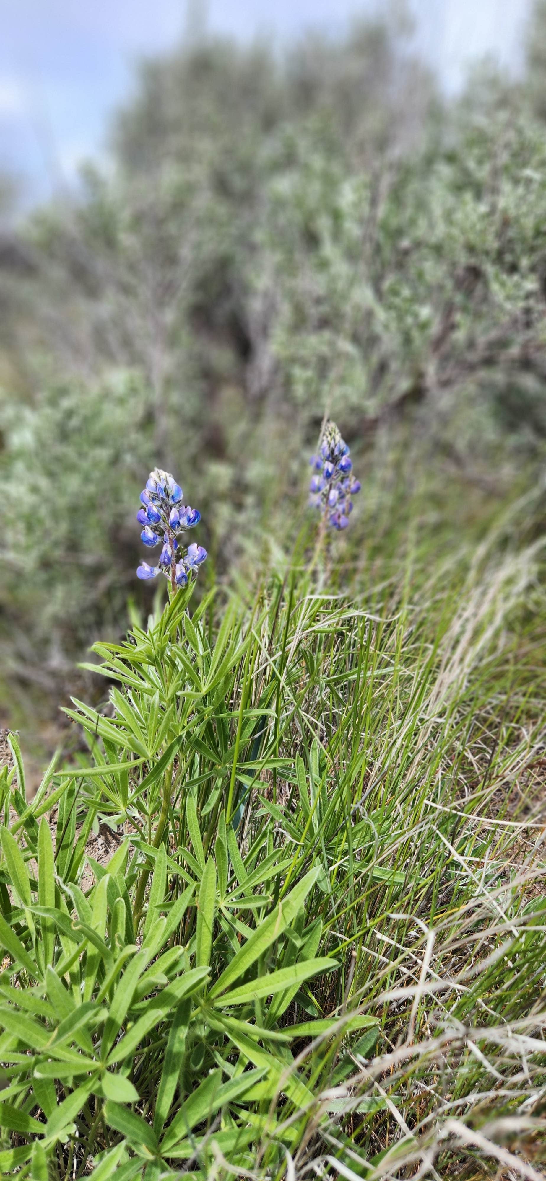 Camper-submitted photo at Dune Loop Campground — Steamboat Rock State Park near Hartline, WA