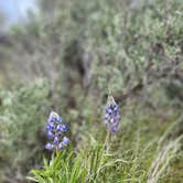 Review photo of Dune Loop Campground — Steamboat Rock State Park by Lisa B., May 2, 2024