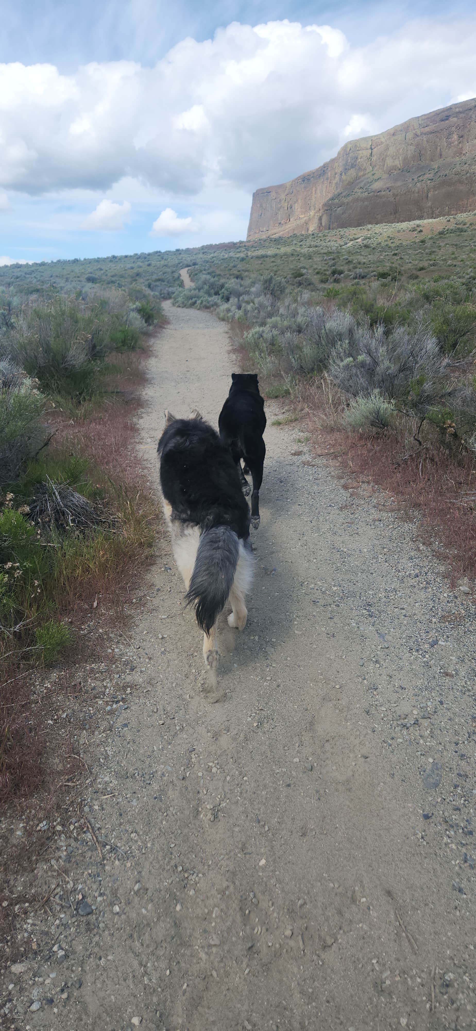 Lisa B.'s photo of camping with pets at Dune Loop Campground — Steamboat Rock State Park near Coulee Dam, WA