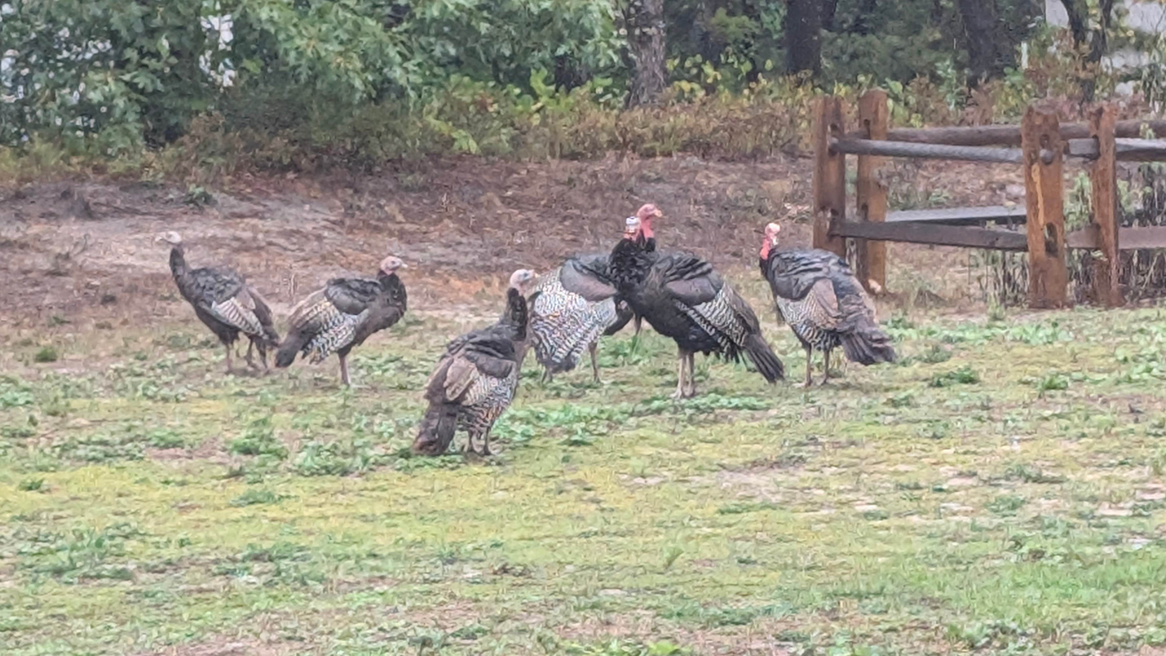 Camper-submitted photo at Dunes' Edge Campground - Provincetown Camping near South Chatham, MA