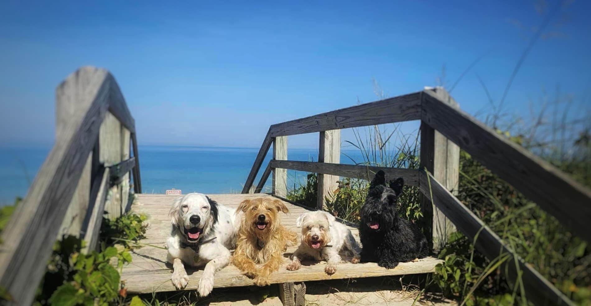 Katrin M.'s photo of camping with pets at Dunewood Campground — Indiana Dunes National Park near La Porte, IN