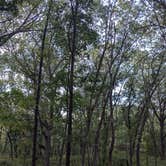 Review photo of Dunewood Campground — Indiana Dunes National Park by Cathy E., September 19, 2024