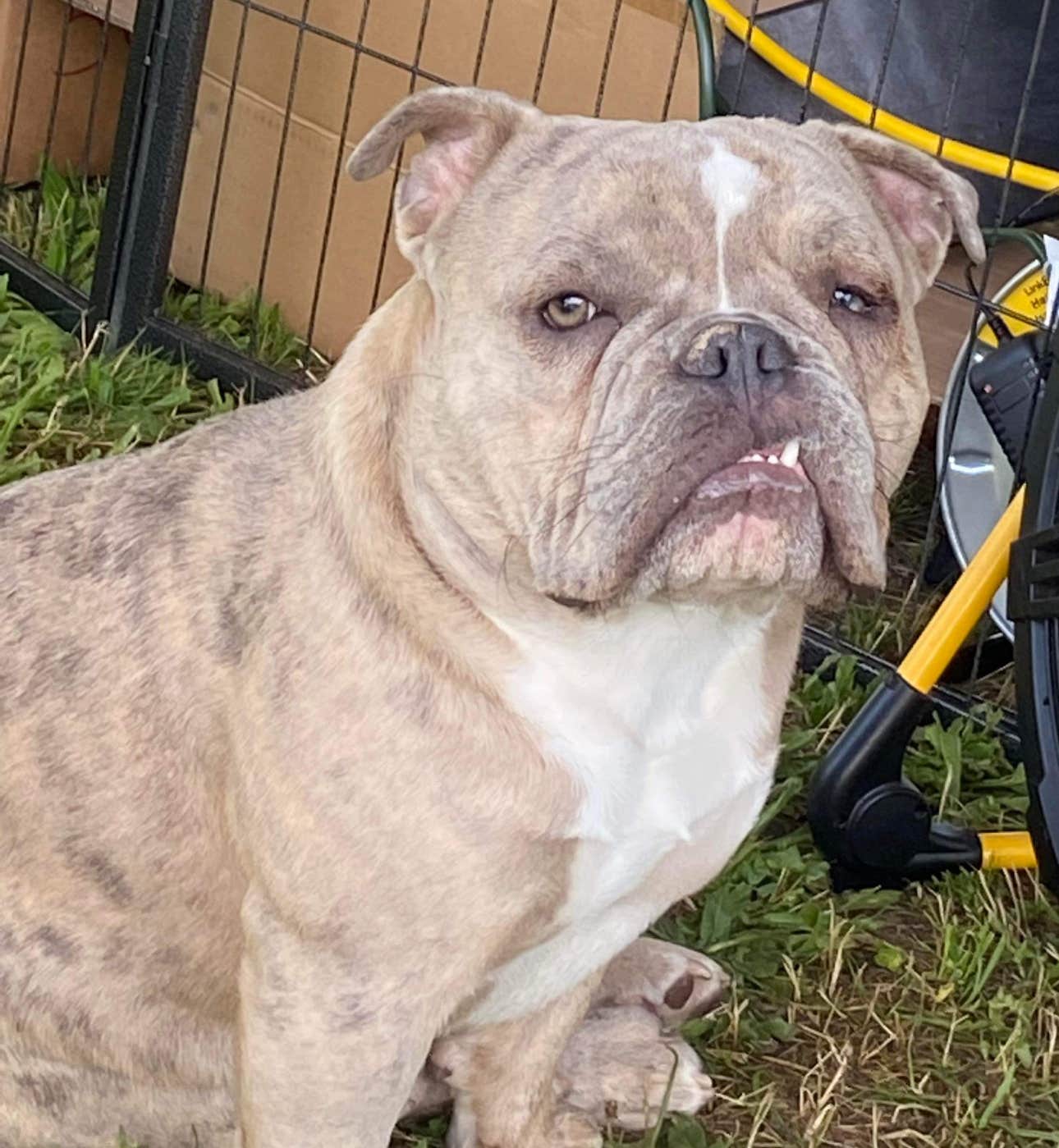 Martha H.'s photo of camping with pets at Dunlap canyon retreat near Hume, CA