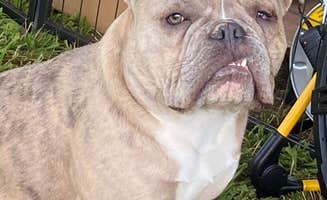 Martha H.'s photo of camping with pets at Dunlap canyon retreat near Sequoia and Kings Canyon National Parks