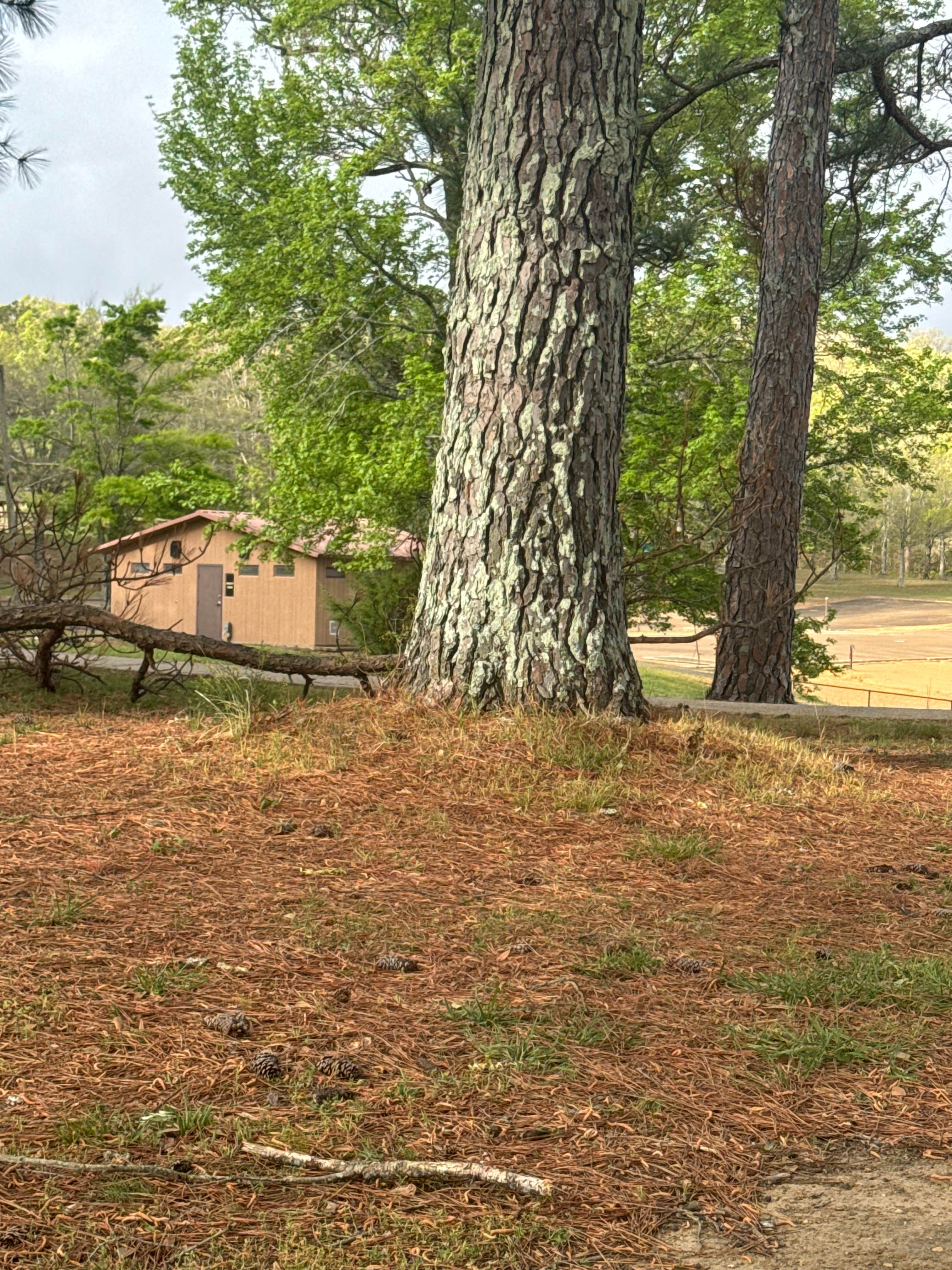 Camper-submitted photo at Eagle Point Primitive Campground near Holcomb, MS