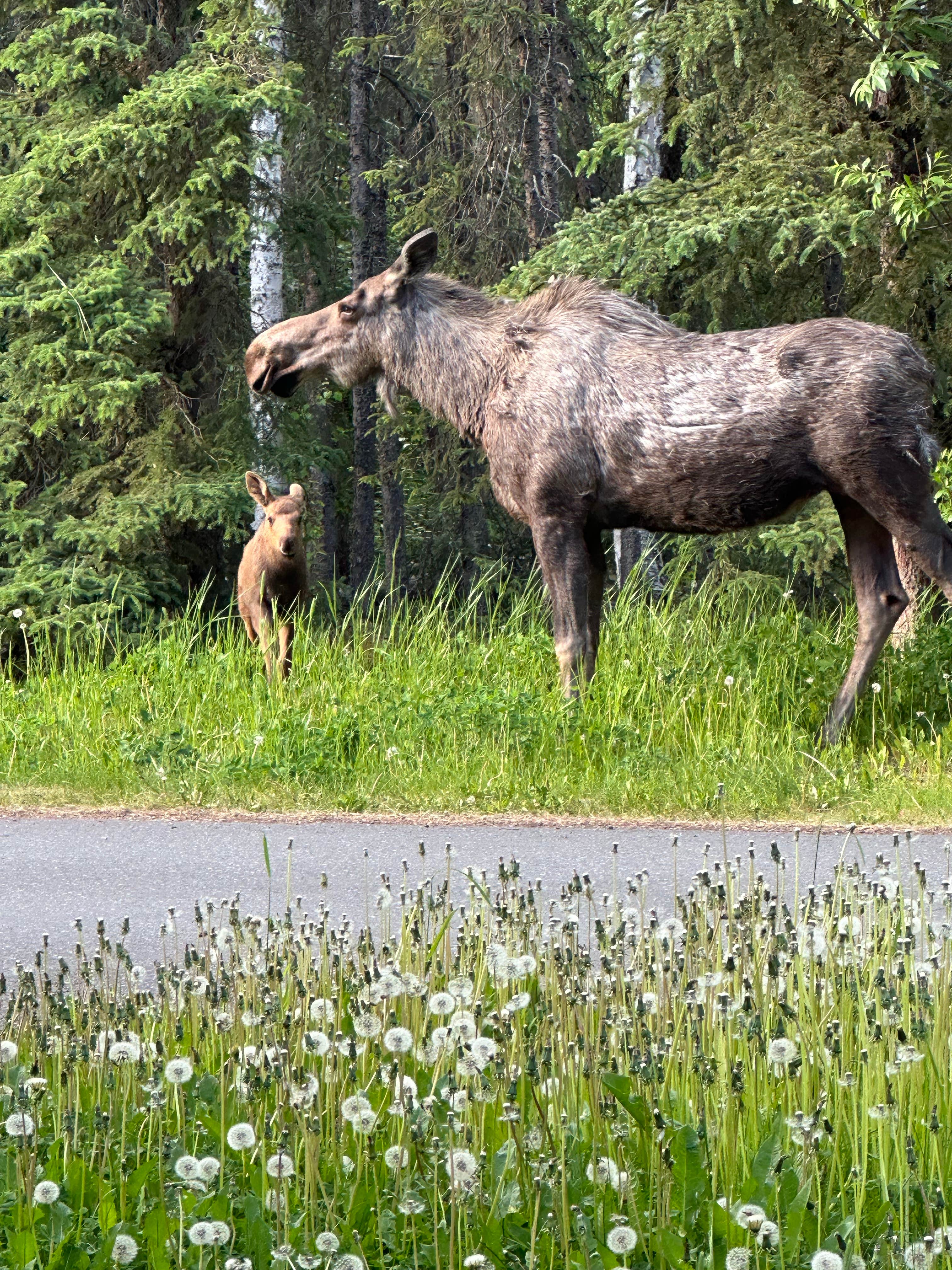 Camper-submitted photo at Eagle River Campground — Chugach State Park in Alaska