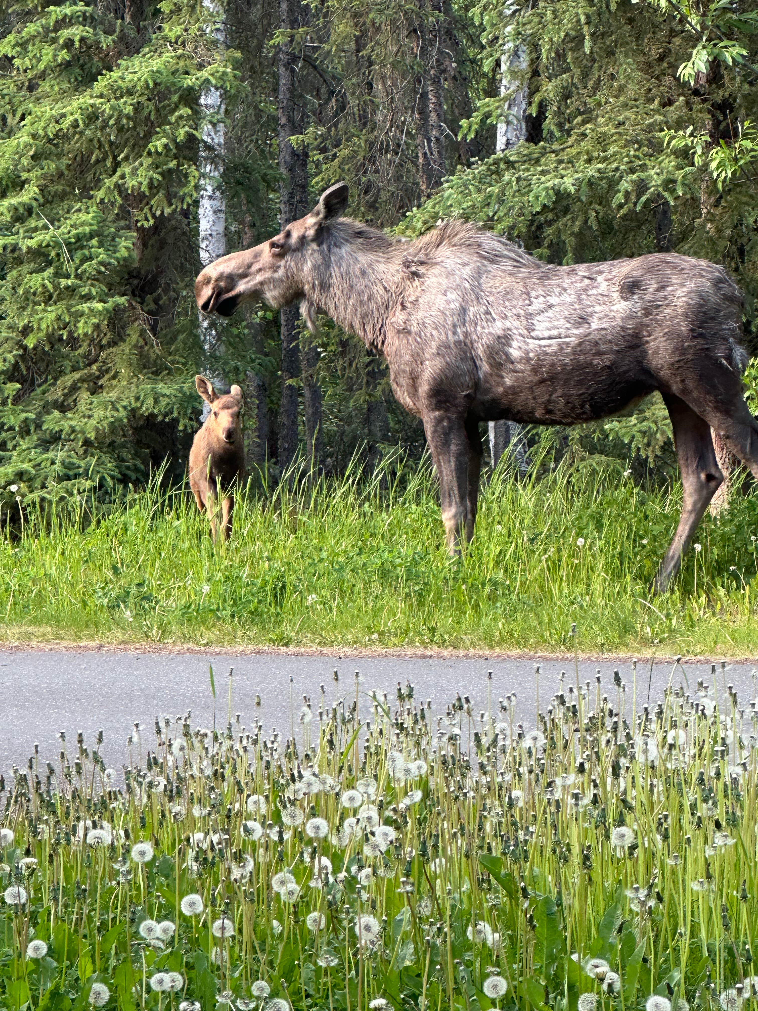 Camper submitted image from Eagle River Campground - Chugach State Park - 3