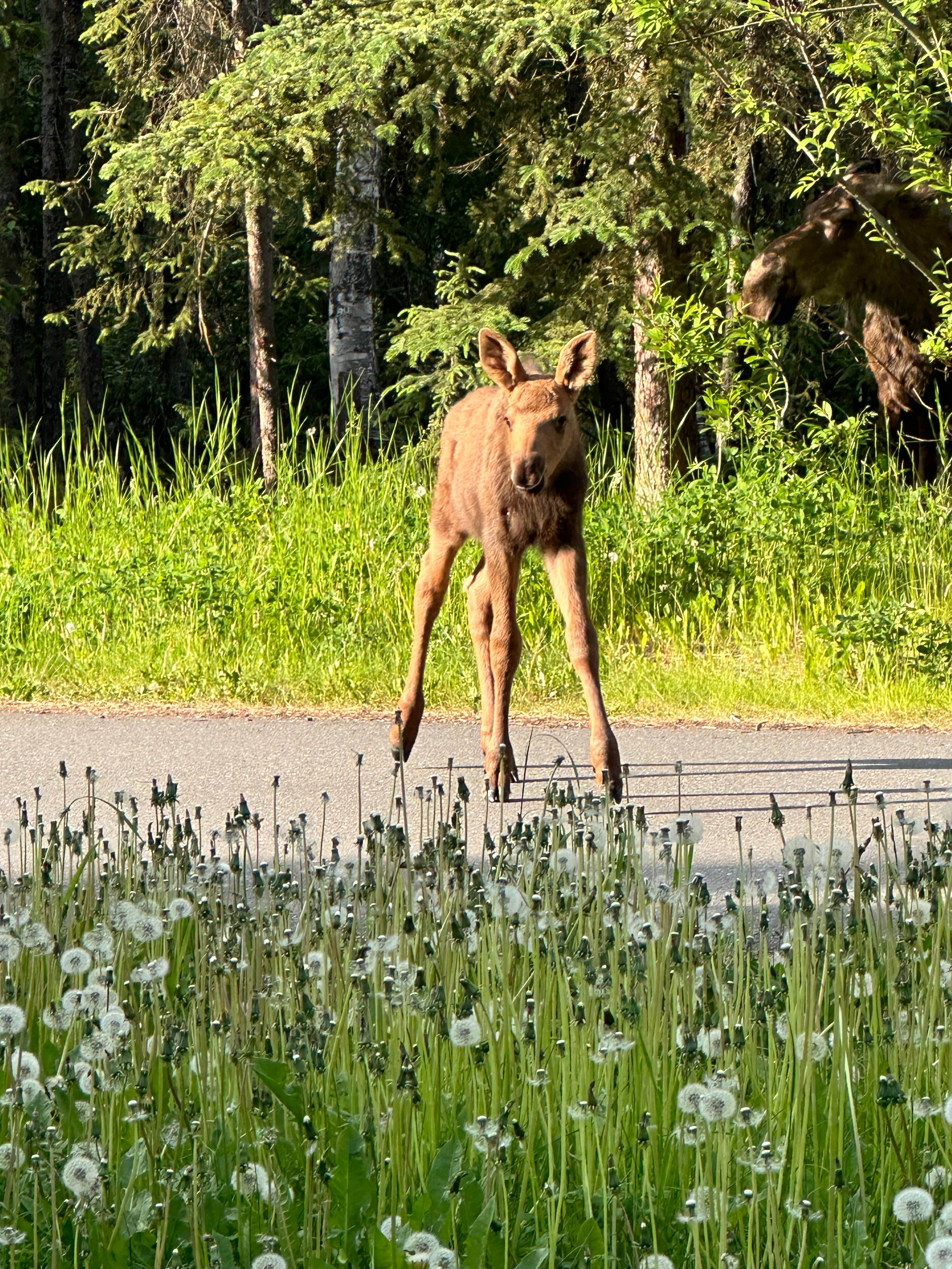 Camper-submitted photo at Eagle River Campground — Chugach State Park in Alaska