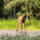 Review photo of Eagle River Campground - Chugach State Park by Janice M., July 8, 2024