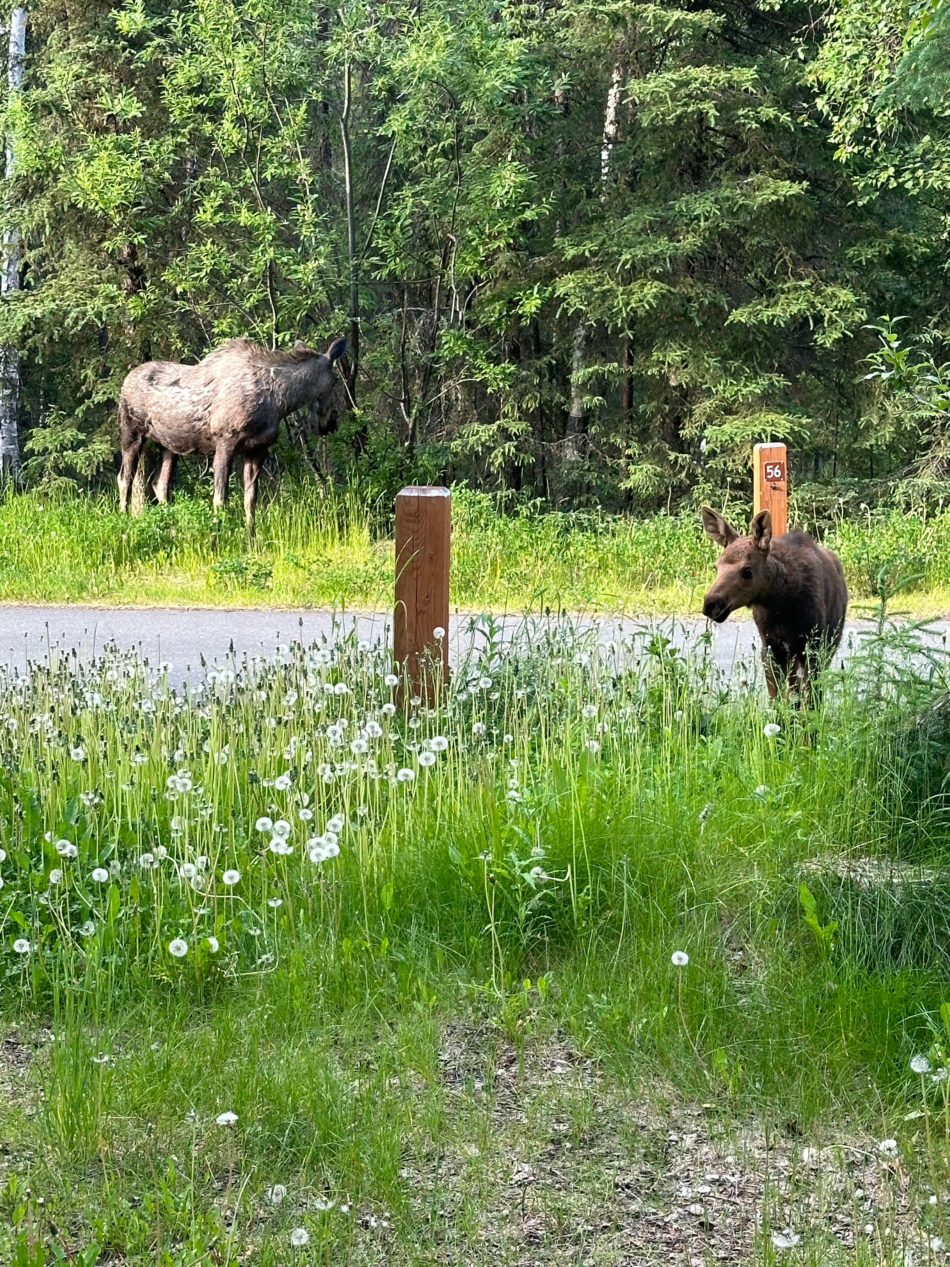 Camper-submitted photo at Eagle River Campground — Chugach State Park in Alaska