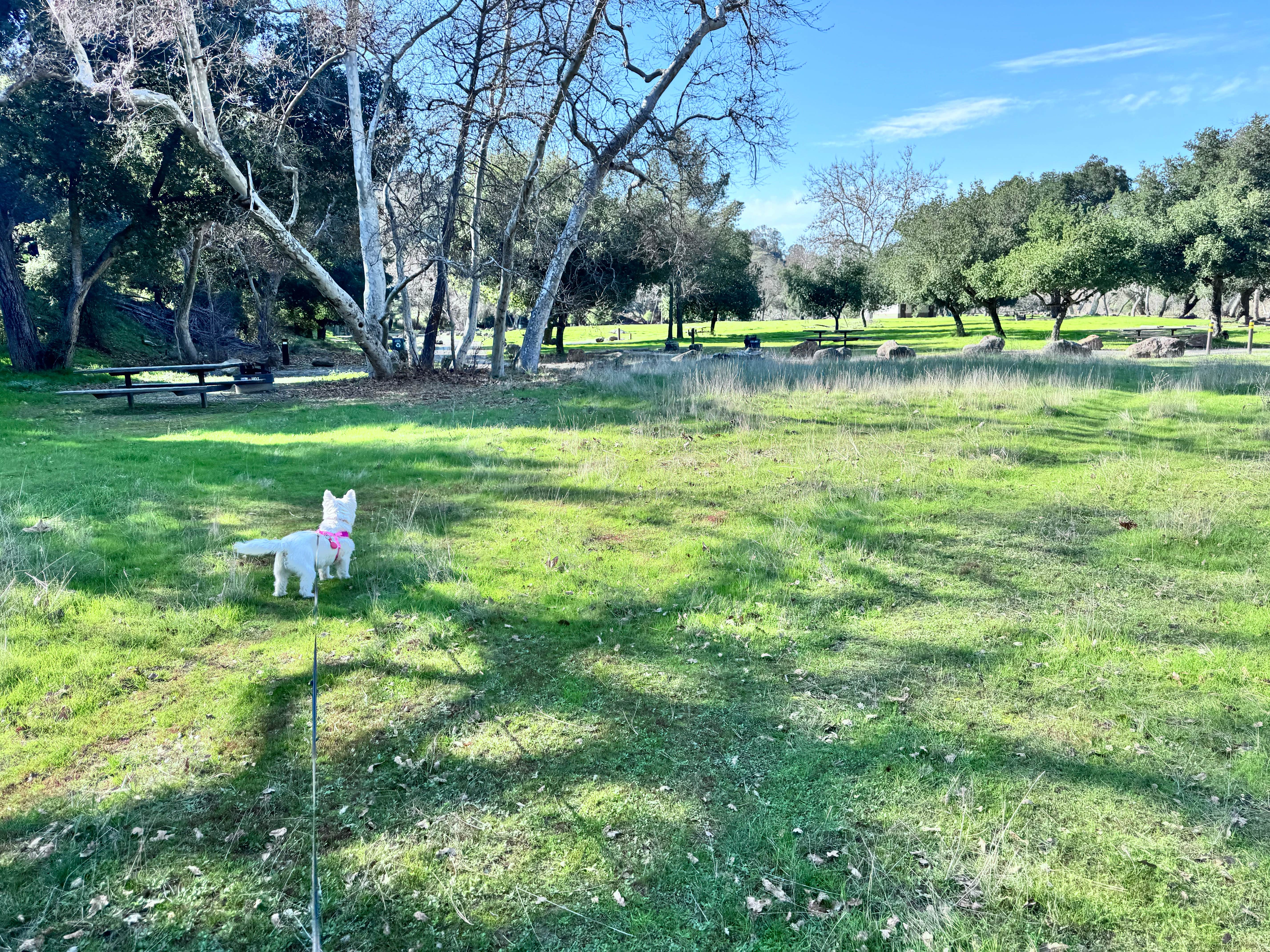 Clark G.'s photo of camping with pets at Del Valle Campground — East Bay Regional Park District near Belmont, CA