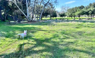 Clark G.'s photo of camping with pets at Del Valle Campground — East Bay Regional Park District near Modesto, CA