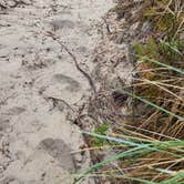 Review photo of Siuslaw National Forest Carter Lake Campground by schannelle , September 24, 2026