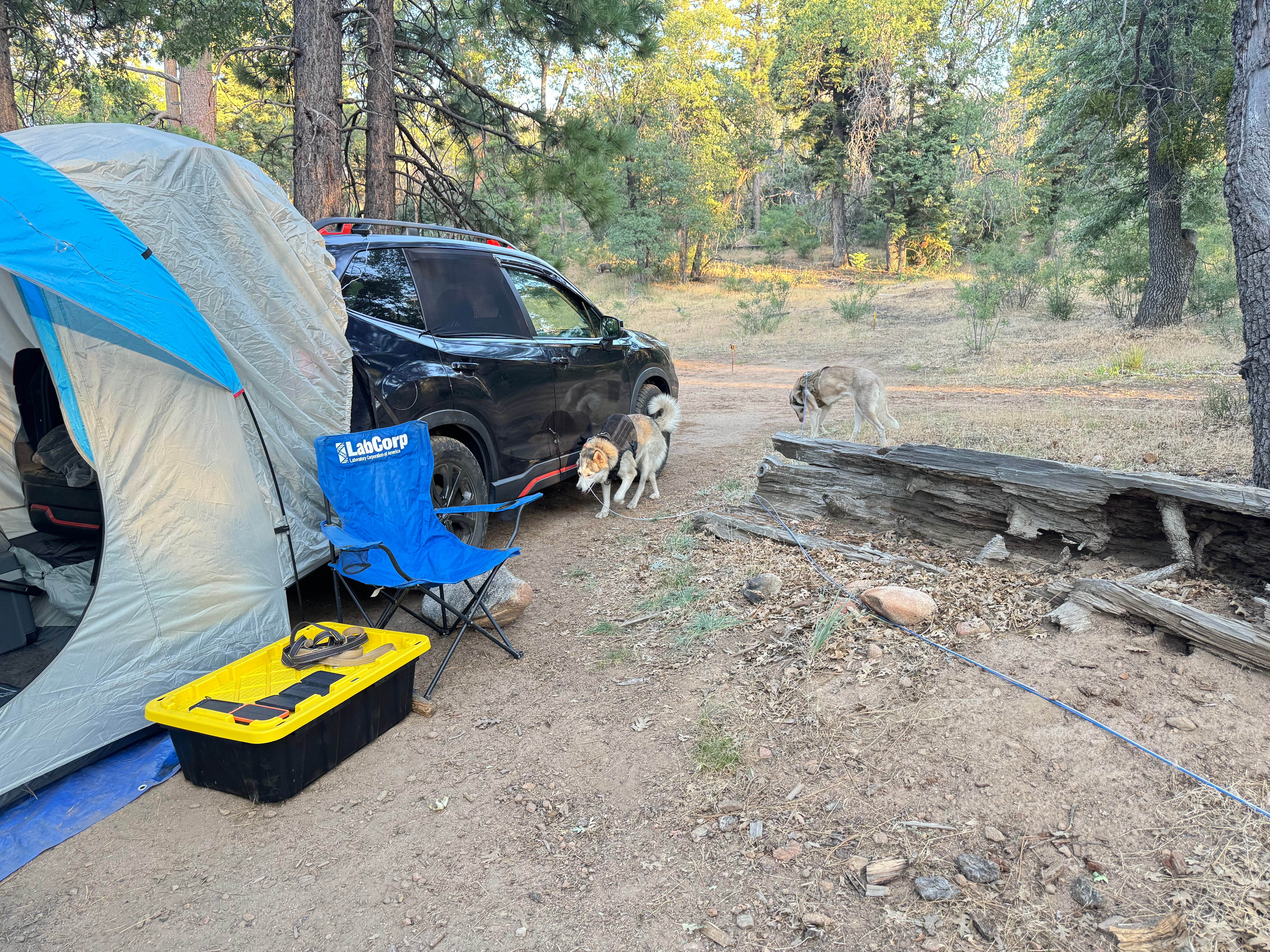 Samay C.'s photo of camping with pets at East Flats near Big Bear Lake, CA