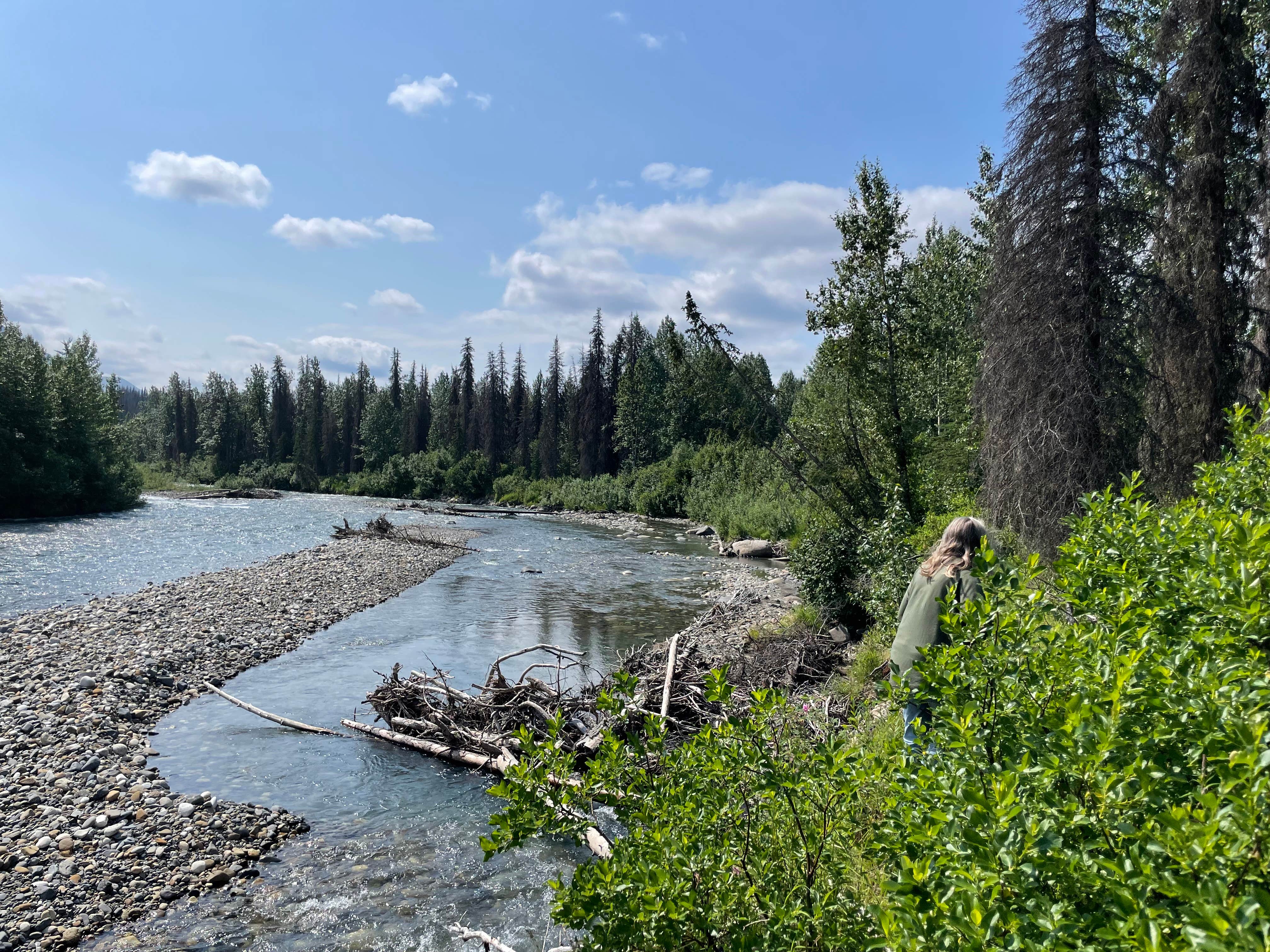 Camper submitted image from East Fork Chulitna Wayside - 5