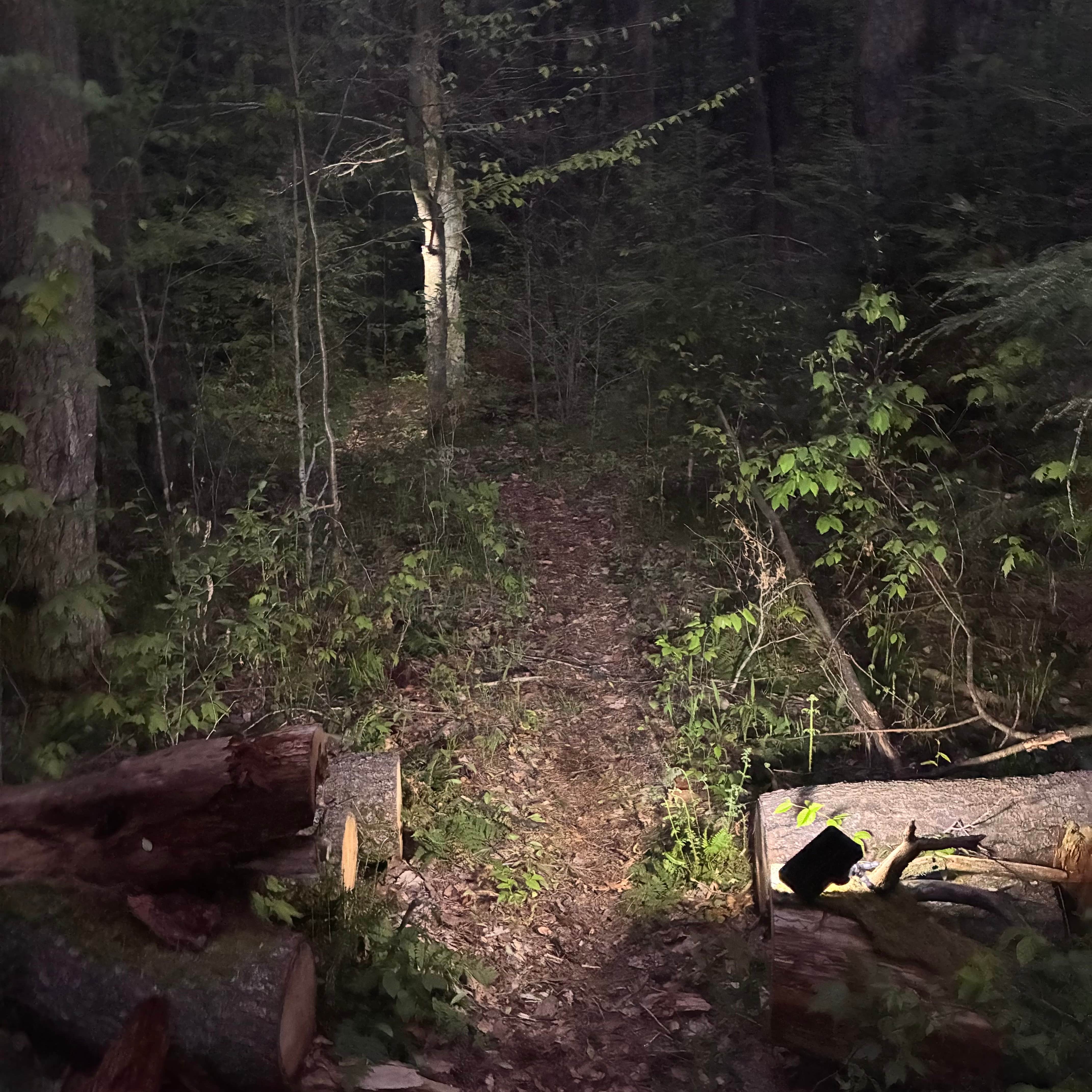 Camper-submitted photo at East Fork Rd Sites — Susquehannock State Forest near Cross Fork, PA