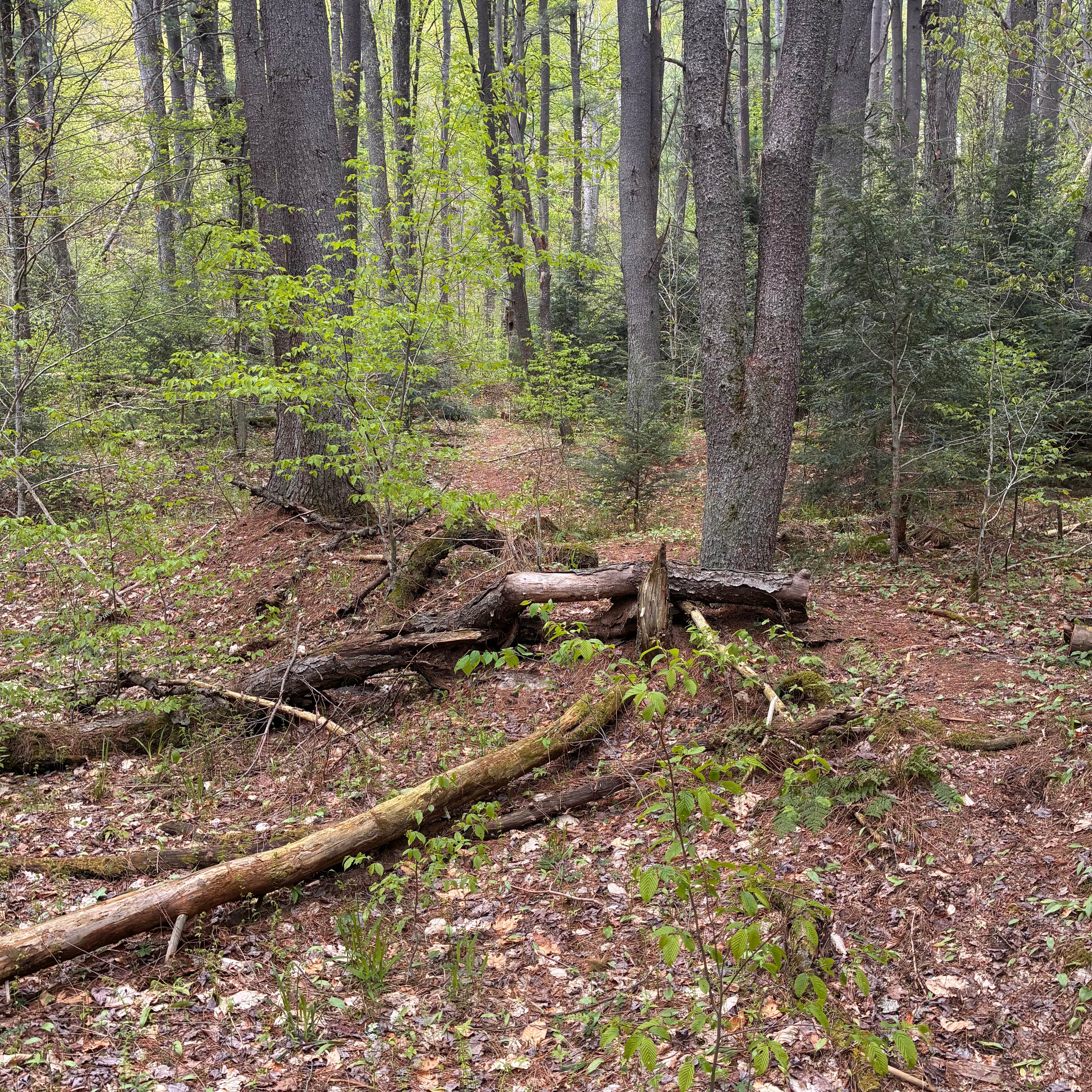 Camper-submitted photo at East Fork Rd Sites — Susquehannock State Forest near Cross Fork, PA