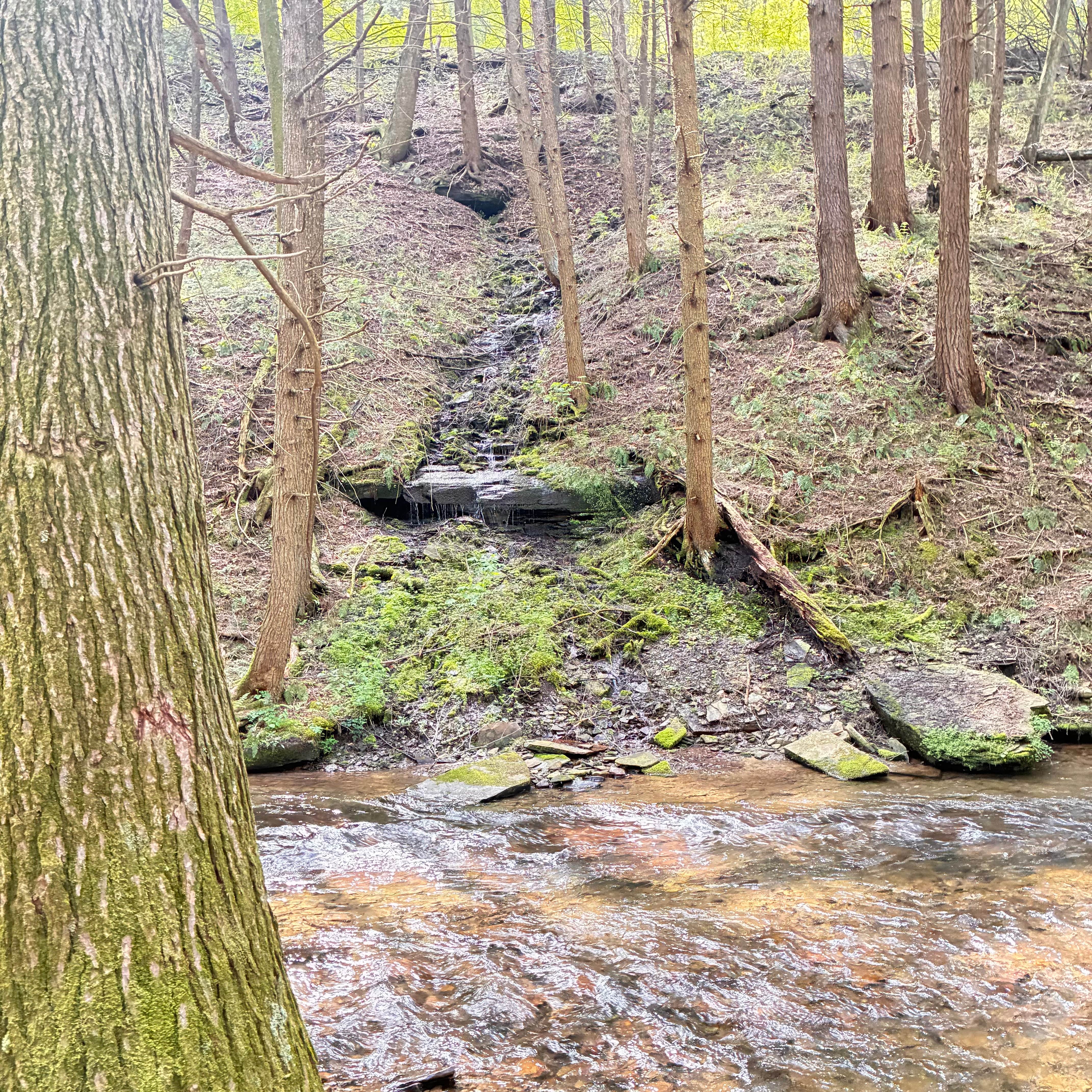 Camper-submitted photo at East Fork Rd Sites — Susquehannock State Forest near Cross Fork, PA