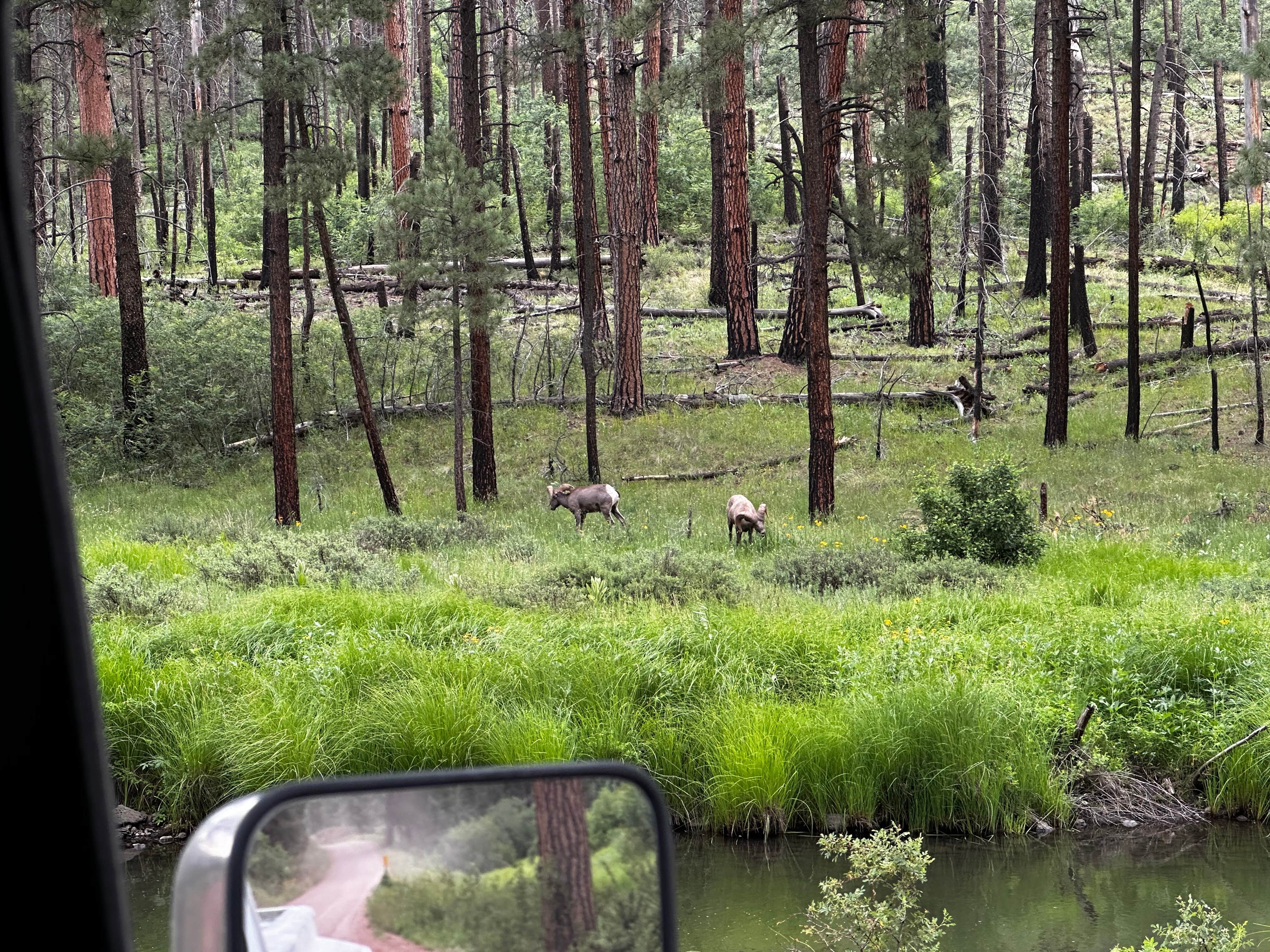 Camper submitted image from Buffalo Crossing Campground - 5