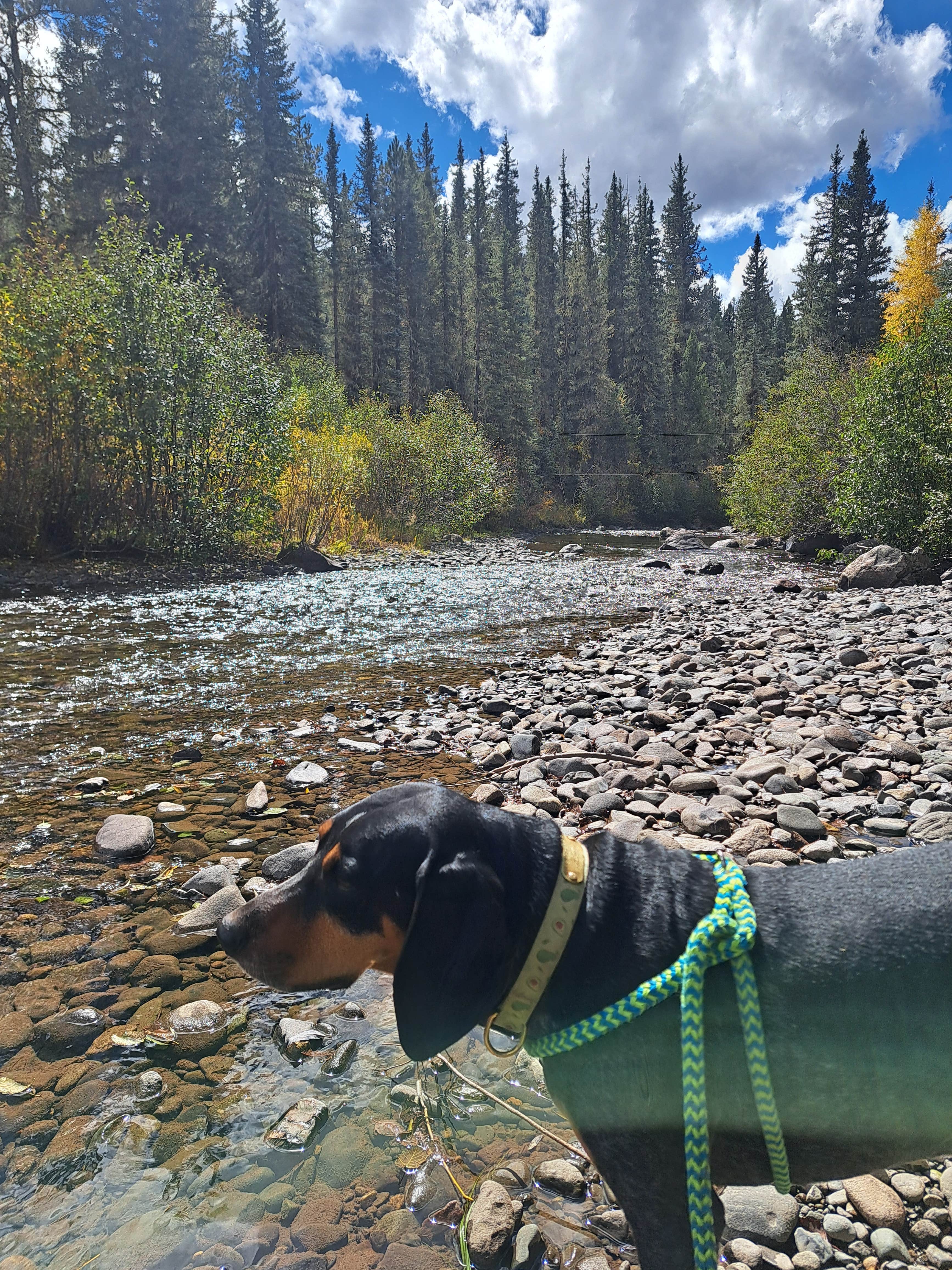 amber H.'s photo of camping with pets at East Fork San Juan River, USFS Road 667 - Dispersed Camping near Rio Grande National Forest