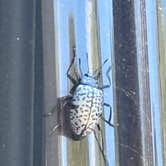 Review photo of East Fork San Juan River, USFS Road 667 - Dispersed Camping by Karla L., June 16, 2025