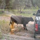 Review photo of East Fork San Juan River, USFS Road 667 - Dispersed Camping by Karla L., June 16, 2025