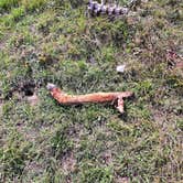 Review photo of East Fork San Juan River, USFS Road 667 - Dispersed Camping by amber H., February 15, 2026