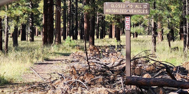 Camper submitted image from East Fort Valley Camping on Forest Road 6051