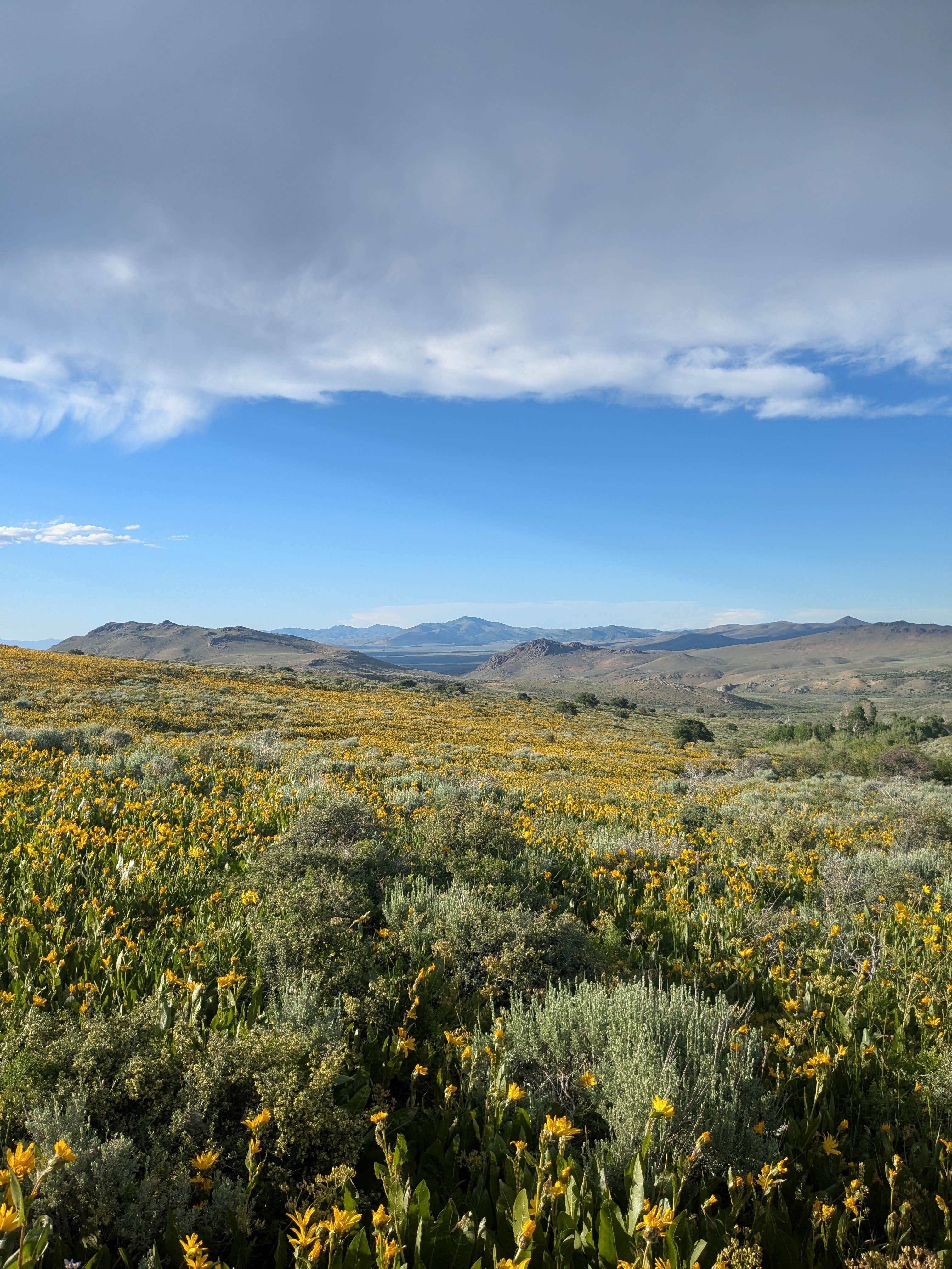 Camper-submitted photo at East Humboldt Wilderness Dispersed Camping near Lamoille, NV