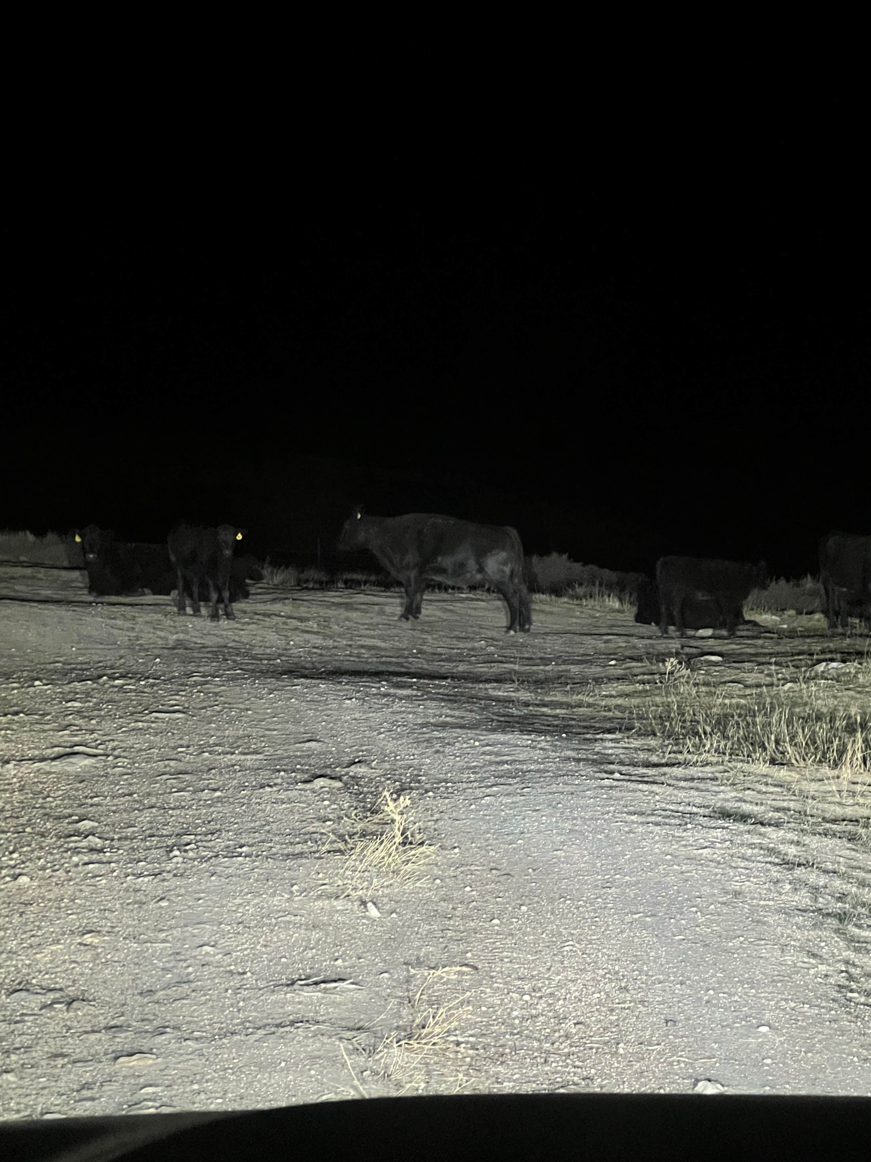 Camper-submitted photo at East Humboldt Wilderness Dispersed Camping near Lamoille, NV