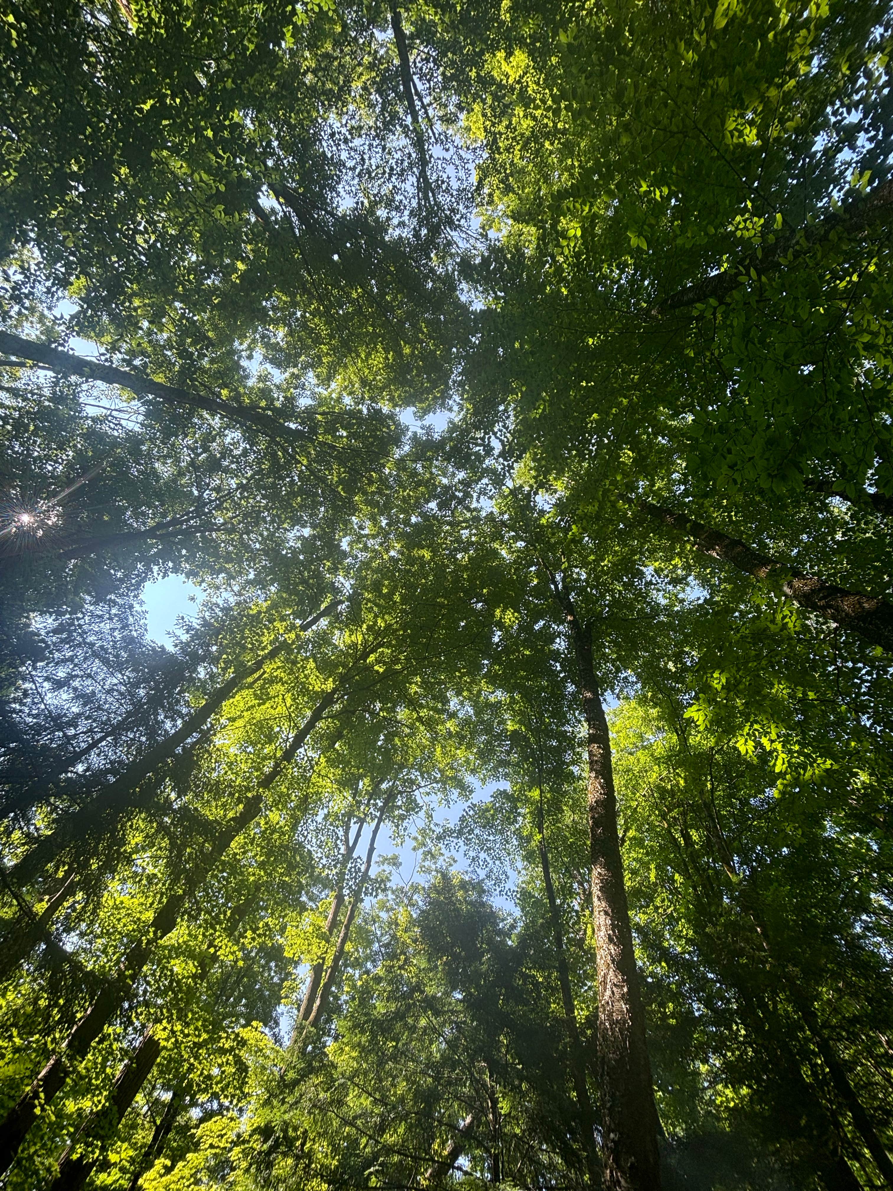 Camper-submitted photo at East Otto State Forest near Cassadaga, NY