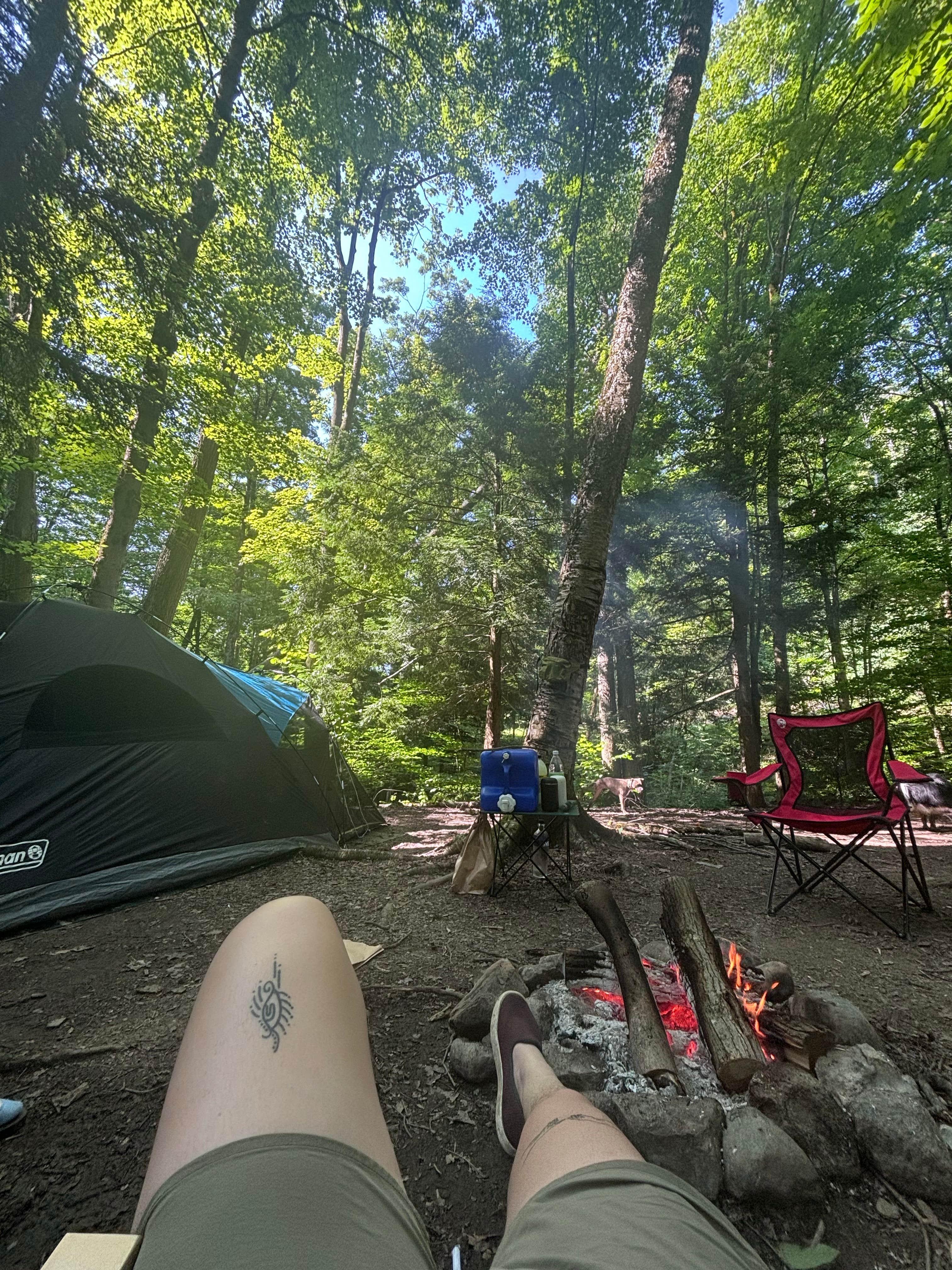Camper-submitted photo at East Otto State Forest near Cassadaga, NY