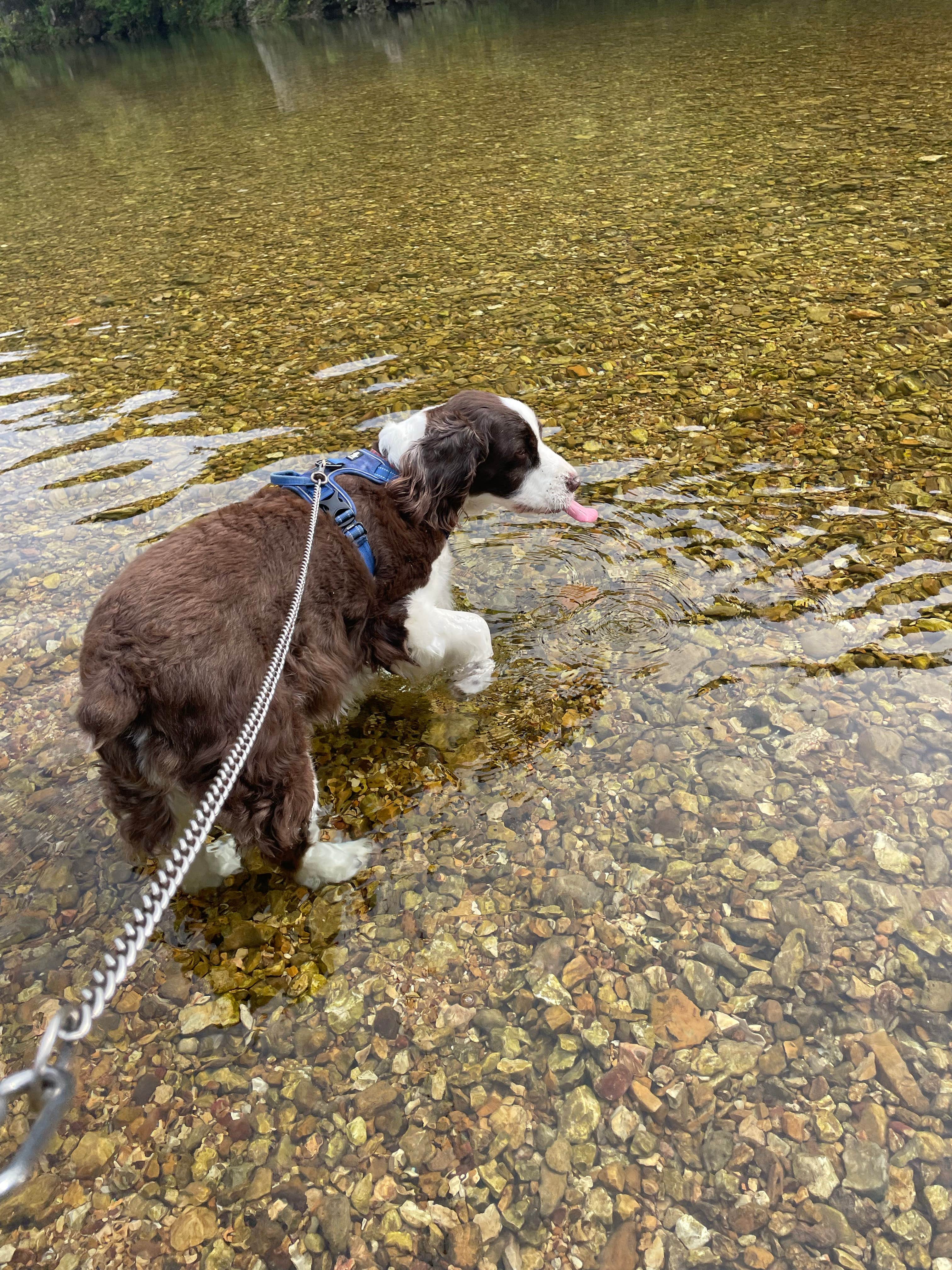 Joel R.'s photo of camping with pets at Timbuktu Campground — Echo Bluff State Park near Mountain View, MO